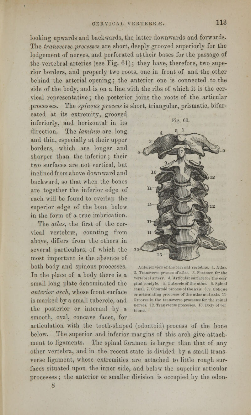looking upwards and backwards, the latter downwards and forwards. The transverse processes are short, deeply grooved superiorly for the lodgement of nerves, and perforated at their bases for the passage of the vertebral arteries (see Fig. 61); they have, therefore, two supe- rior borders, and properly two roots, one in front of and the other behind the arterial opening; the anterior one is connected to the side of the body, and is on a line with the ribs of which it is the cer- vical representative ; the posterior joins the roots of the articular processes. The spinous process is short, triangular, prismatic, bifur- cated at its extremity, grooved inferiorly, and horizontal in its direction. The laminae are long and thin, especially at their upper borders, which are longer and sharper than the inferior; their two surfaces are not vertical, but inclined from above downward and backward, so that when the bones are together the inferior edge of each will be found to overlap the superior edge of the bone below in the form of a true imbrication. The atlas, the first of the cer- vical vertebrae, counting from above, differs from the others in several particulars, of which the most important is the absence of both body and spinous processes. In the place of a body there is a small long plate denominated the anterior arch, whose front surface is marked by a small tubercle, and the posterior or internal by a smooth, oval, concave facet, for articulation with the tooth-shaped (odontoid) process of the bone below. The superior and inferior margins of this arch give attach- ment to ligaments. The spinal foramen is larger than that of any other vertebra, and in the recent state is divided by a small trans- verse ligament, whose extremities are attached to little rough sur- faces situated upon the inner side, and below the superior articular processes; the anterior or smaller division is occupied by the odon- 8 Anterior view of the cervical vertebrae. 1. Atlas. 2. Transverse process of atlas. 3. Foramen for the vertebral artery. 4. Articular surface for the occi pital condyle. 5. Tubercle of the atlas. 6. Spinal canal. 7. Odontoid processor the axis. S,9. Oblique or articulating processes of the atlas anil axis. 11. Grooves in the transverse processes for the spinal nerves. 12. Transverse processes. 13. Body of ver tebras.