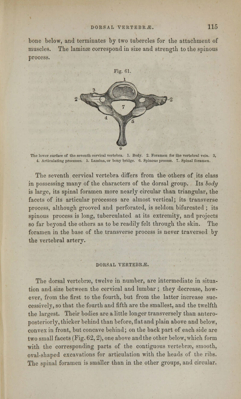 bone below, and terminates by two tubercles for the attachment of muscles. The laminae correspond in size and strength to the spinous process. The lower surface of the seventh cervical vertebra. I. Body. 2. Foramen for the vertebral vein. 3, 4. Articulating processes. 5. Lamina, or bony bridge. 6. Spinous process. 7. Spinal foramen. The seventh cervical vertebra differs from the others of its class in possessing many of the characters of the dorsal group. Its body is large, its spinal foramen more nearly circular than triangular, the facets of its articular processes are almost vertical; its transverse process, although grooved and perforated, is seldom bifurcated ; its spinous process is long, tuberculated at its extremity, and projects so far beyond the others as to be readily felt through the skin. The foramen in the base of the transverse process is never traversed by the vertebral artery. DORSAL VERTEBRA. The dorsal vertebrge, twelve in number, are intermediate in situa- tion and size between the cervical and lumbar ; they decrease, how- ever, from the first to the fourth, but from the latter increase suc- cessively, so that the fourth and fifth are the smallest, and the twelfth the largest. Their bodies are a little longer transversely than antero- posteriorly, thicker behind than before, flat and plain above and below, convex in front, but concave behind; on the back part of each side are two small facets (Fig. 62, 2), one above and the other below, which form with the corresponding parts of the contiguous vertebrae, smooth, oval-shaped excavations for articulation with the heads of the ribs. The spinal foramen is smaller than in the other groups, and circular.