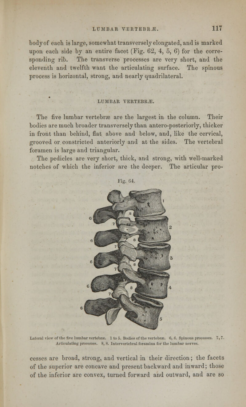 body of each is large, somewhat transversely elongated, and is marked upon each side by an entire facet (Fig. 62, 4, 5, 6) for the corre- sponding rib. The transverse processes are very short, and the eleventh and twelfth want the articulating surface. The spinous process is horizontal, strong, and nearly quadrilateral. LUMBAR VERTEBRA. The five lumbar vertebrae are the largest in the column. Their bodies are much broader transversely than antero-posteriorly, thicker in front than behind, flat above and below, and, like the cervical, grooved or. constricted anteriorly and at the sides. The vertebral foramen is large and triangular. The pedicles are very short, thick, and strong, with well-marked notches of which the inferior are the deeper. The articular pro- Fiff. 04. Lateral view of the five lumbar vertebra. 1 to 5. Bodies of the vertebrae. 6, 6. Spinous processes. 7,7. Articulating processes. 8, 8. Intervertebral foramina for the lumbar nerves. cesses are broad, strong, and vertical in their direction; the facets of the superior are concave and present backward and inward; those of the inferior are convex, turned forward and outward, and are so