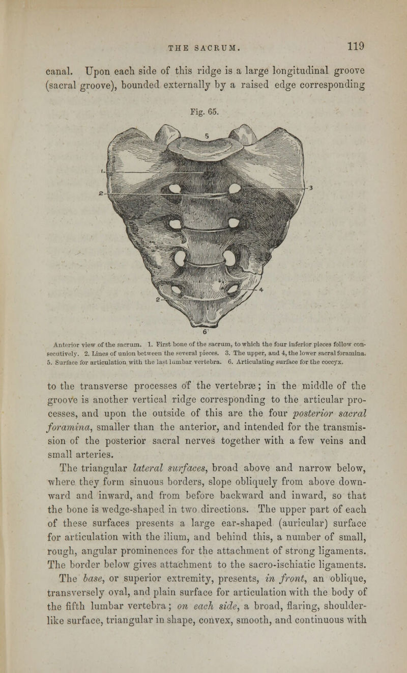 canal. Upon each side of this ridge is a large longitudinal groove (sacral groove), bounded externally by a raised edge corresponding Fig. 65. Anterior view of the sacrum. 1. First bone of the sacrum, to which the four inferior pieces follow con- secutively. 2. Lines of union between the several pieces. 3. The upper, and 4, the lower sacral foramina. 5. Surface for articulation with the last lumbar vertebra. 6. Articulating surface for the coccyx. to the transverse processes of the vertebrae; in the middle of the groove is another vertical ridge corresponding to the articular pro- cesses, and upon the outside of this are the four posterior sacral foramina, smaller than the anterior, and intended for the transmis- sion of the posterior sacral nerves together with a few veins and small arteries. The triangular lateral surfaces, broad above and narrow below, where they form sinuous borders, slope obliquely from above down- ward and inward, and from before backward and inward, so that the bone is wedge-shaped in two directions. The upper part of each of these surfaces presents a large ear-shaped (auricular) surface for articulation with the ilium, and behind this, a number of small, rough, angular prominences for the attachment of strong ligaments. The border below gives attachment to the sacro-ischiatic ligaments. The base, or superior extremity, presents, in front, an oblique, transversely oval, and plain surface for articulation with the body of the fifth lumbar vertebra; on each side, a broad, flaring, shoulder- like surface, triangular in shape, convex, smooth, and continuous with
