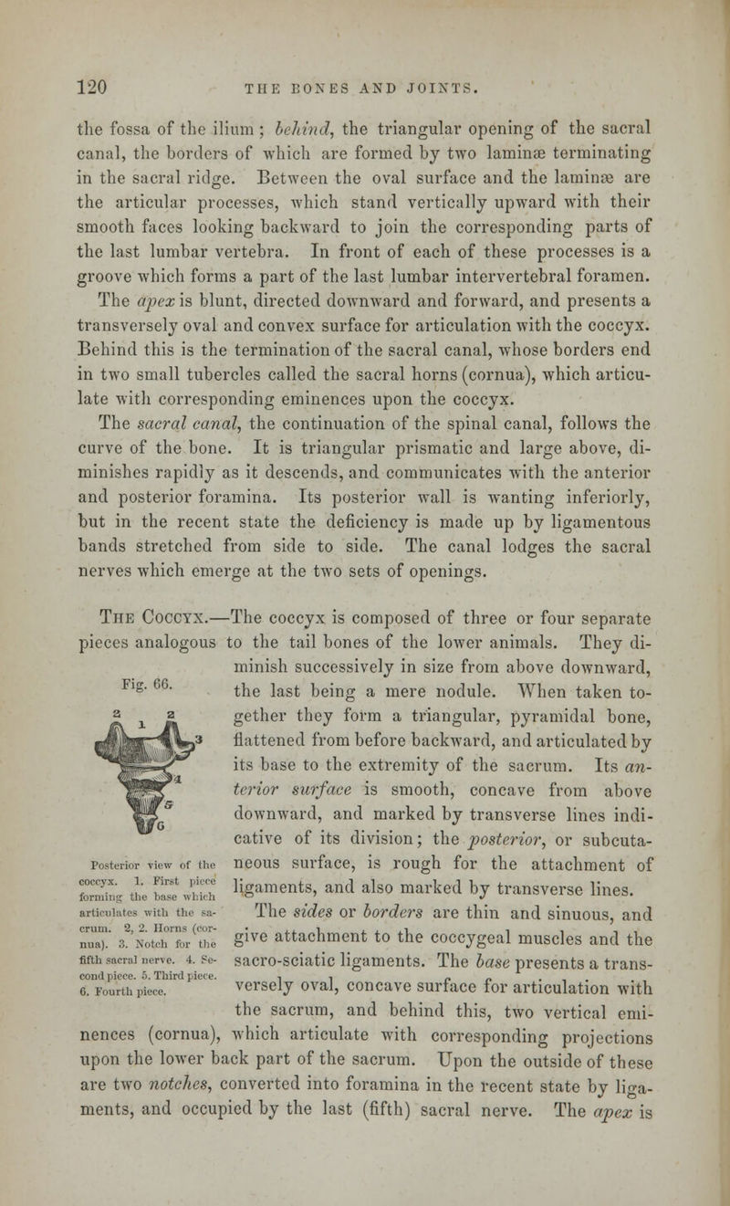 the fossa of the ilium ; behind, the triangular opening of the sacral canal, the borders of which are formed by two laminae terminating in the sacral ridge. Between the oval surface and the laminae are the articular processes, which stand vertically upward with their smooth faces looking backward to join the corresponding parts of the last lumbar vertebra. In front of each of these processes is a groove which forms a part of the last lumbar intervertebral foramen. The apex is blunt, directed downward and forward, and presents a transversely oval and convex surface for articulation with the coccyx. Behind this is the termination of the sacral canal, whose borders end in two small tubercles called the sacral horns (cornua), which articu- late with corresponding eminences upon the coccyx. The sacral canal, the continuation of the spinal canal, follows the curve of the bone. It is triangular prismatic and large above, di- minishes rapidly as it descends, and communicates with the anterior and posterior foramina. Its posterior wall is wanting inferiorly, but in the recent state the deficiency is made up by ligamentous bands stretched from side to side. The canal lodges the sacral nerves which emerge at the two sets of openings. The Coccyx.—The coccyx is composed of three or four separate pieces analogous to the tail bones of the lower animals. They di- minish successively in size from above downward, Fig. 66. the last being a mere nodule. When taken to- gether they form a triangular, pyramidal bone, flattened from before backward, and articulated by its base to the extremity of the sacrum. Its an- terior surface is smooth, concave from above downward, and marked by transverse lines indi- cative of its division; the posterior, or subcuta- Posterior view of the neous surface, is rough for the attachment of Sg t 2 JEJ Hgaments' and also marked hJ transverse lines. articulates with the sa- The sides or borders are thin and sinuous, and Tat s^NotchX^e give attachment to the coccygeal muscles and the fifth sacrai nerve. 4. Se- sacro-sciatic ligaments. The base presents a trans- cond piece. 5. Third piece. n ■■ />«.,. 6. Fourth piece. versely oval, concave surface for articulation with the sacrum, and behind this, two vertical emi- nences (cornua), which articulate with corresponding projections upon the lower back part of the sacrum. Upon the outside of these are two notches, converted into foramina in the recent state by lio-a- ments, and occupied by the last (fifth) sacral nerve. The apex is
