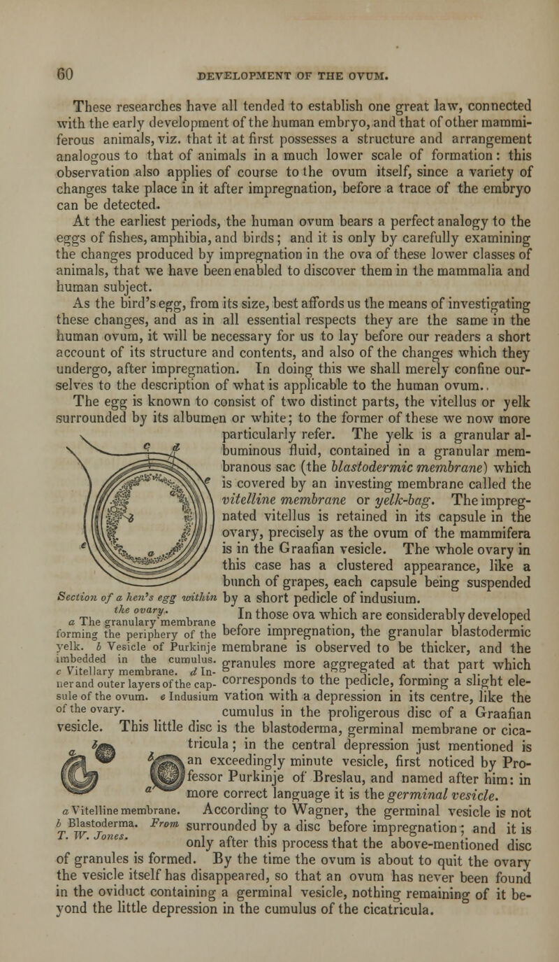 These researches have all tended to establish one great law, connected with the early development of the human embryo, and that of other raararai- ferous animals, viz. that it at first possesses a structure and arrangement analogous to that of animals in a much lower scale of formation: this observation also applies of course to the ovum itself, since a variety of changes take place in it after impregnation, before a trace of the embryo can be detected. At the earliest periods, the human ovum bears a perfect analogy to the eggs of fishes, amphibia, and birds; and it is only by carefully examining the changes produced by impregnation in the ova of these lower classes of animals, that we have been enabled to discover them in the mammalia and human subject. As the bird's egg, from its size, best aflTords us the means of investigating these changes, and as in all essential respects they are the same in the human ovum, it will be necessary for us to lay before our readers a short account of its structure and contents, and also of the changes which they undergo, after impregnation. In doing this we shall merely confine our- selves to the description of what is applicable to the human ovum., The egg is known to consist of two distinct parts, the vitellus or yelk surrounded by its albumen or white; to the former of these we now more particularly refer. The yelk is a granular al- buminous fluid, contained in a granular mem- branous sac (the blastodermic membrane) which is covered by an investing membrane called the vitelline membrane or yelk-bag. The impreg- nated vitellus is retained in its capsule in the ovary, precisely as the ovum of the raammifera is in the Graafian vesicle. The whole ovary in this case has a clustered appearance, like a bunch of grapes, each capsule being suspended Section of a hen's egg within by a short pedicle of indusium. . The grfnukry-membrane ^ J ^^?^^ °^^ ^t^'^^ ^J^ considerably developed forming the periphery of the betore impregnation, the granular blastodermic yelk, h Vesicle of Purkinje membrane is observed to be thicker, and the imbedded in the cumulus, granules more aggregated at that part which c Vitellary membrane, din- ° , , ,,^° ^. i - . *^ i- , , uerand outer layers of the cap- corresponds to the pedicle, forming a slight ele- sule of the ovum, e Indusium vation with a depression in its centre, like the of the ovary. ^ cumulus in the proligerous disc of a Graafian vesicle. This little disc is the blastoderma, germinal membrane or cica- tricula; in the central depression just mentioned is an exceedingly minute vesicle, first noticed by Pro- ffessor Purkinje of Breslau, and named after him: in more correct language it is the germinal vesicle. a Vitelline membrane. According to Wagner, the germinal vesicle is not i Blastoderma. From surrounded by a disc before impregnation; and it is only after this process that the above-mentioned disc of granules is formed. By the time the ovum is about to quit the ovary the vesicle itself has disappeared, so that an ovum has never been found in the oviduct containing a germinal vesicle, nothing remaining of it be- yond the little depression in the cumulus of the cicatricula.