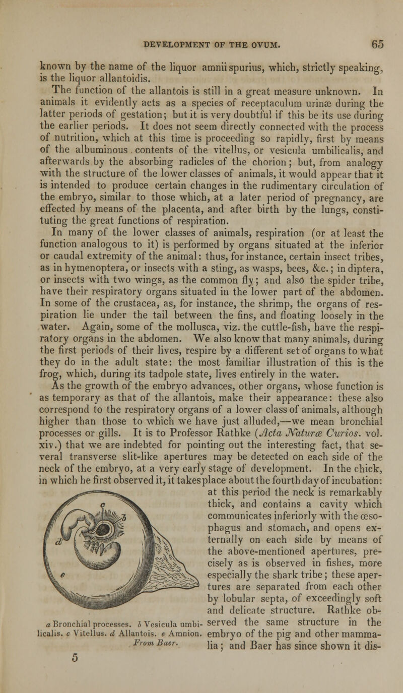 known by the name of the liquor amnii spurius, which, strictly speaking, is the liquor allantoidis. The function of the allantois is still in a great measure unknown. In animals it evidently acts as a species of receptaculum urinse during the latter periods of gestation; but it is very doubtful if this be its use during the earlier periods. It does not seem directly connected with the process of nutrition, which at this time is proceeding so rapidly, first by means of the albuminous . contents of the vitellus, or vesicula umbilicalis, and afterwards by the absorbing radicles of the chorion; but, from analogy with the structure of the lower classes of animals, it would appear that it is intended to produce certain changes in the rudimentary circulation of the embryo, similar to those which, at a later period of pregnancy, are effected by means of the placenta, and after birth by the lungs, consti- tuting the great functions of respiration. In many of the lower classes of animals, respiration (or at least the function analogous to it) is performed by organs situated at the inferior or caudal extremity of the animal: thus, for instance, certain insect tribes, as in hymenoptera, or insects with a sting, as wasps, bees, &c.; in diptera, or insects with two wings, as the common fly; and also the spider tribe, have their respiratory organs situated in the lower part of the abdomen. In some of the Crustacea, as, for instance, the shrimp, the organs of res- piration lie under the tail between the fins, and floating loosely in the water. Again, some of the mollusca, viz. the cuttle-fish, have the respi- ratory organs in the abdomen. We also know that many animals, during the first periods of their lives, respire by a different set of organs to what they do in the adult state: the most familiar illustration of this is the frog, which, during its tadpole state, lives entirely in the water. As the growth of the embryo advances, other organs, whose function is as temporary as that of the allantois, make their appearance: these also correspond to the respiratory organs of a lower class of animals, although higher than those to which we have just alluded,—we mean bronchial processes or gills. It is to Professor Rathke {Ada JSatxirce Curios, vol. xiv.) that we are indebted for pointing out the interesting fact, that se- veral transverse slit-like apertures may be detected on each side of the neck of the embryo, at a very early stage of development. In the chick, in which he first observed it, it takes place about the fourthday of incubation: at this period the neck is remarkably thick, and contains a cavity which communicates inferiorly with the oeso- phagus and stomach, and opens ex- ternally on each side by means of the above-mentioned apertures, pre- cisely as is observed in fishes, more especially the shark tribe; these aper- tures are separated from each other by lobular septa, of exceedingly soft and delicate structure. Rathke ob- a Bronchial processes, i Vesicula umbi-served the same structure in the licalis. c Vitellus. d Allantois. e Amnion, embryo of the pig and Other mamma- lia ; and Baer has since shown it dis- Frovi Baer.