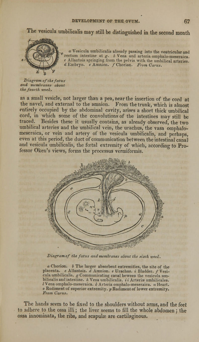 The vesicula umbilicalis may still be distinguished in the second month a Vesicula umbilicalis already passing into the ventricular and rectum intestine at g. b Vena and arteria omphalo-meseraica. c Allantois springing from the pelvis with the umbilical arteries, rf Embryo, e Amnion. /Chorion. From Cams. Diagram ofthefatus and membranes about the fourth week. as a small vesicle, not larger than a pea, near the insertion of the cord at the navel, and external to the amnion. From the trunk, which is almost entirely occupied by the abdominal cavity, arises a short thick umbilical cord, in which some of the convolutions of the intestines may still be traced. Besides these it usually contains, as already observed, the two umbilical arteries and the umbilical vein, the urachus, the vasa omphalo- meseraica, or vein and artery of the vesicula umbilicalis, and perhaps, even at this period, the duct of communication between the intestinal canal and vesicula umbilicalis, the foetal extremity of which, according to Pro- fessor Oken's views, forms the processus vermiformis. Diagramof the fostus and membranes about the sixth week. a Chorion, b The larger absorbent extremities, the site of the placenta, c Allantois. d Amnion, e Urachus. i Bladder. /Vesi- cula umbilicalis. ^Communicating canalbevireen the vesicula um- bilicalis and intestine. A Vena umbilicalis. it Arteriae umbilicales. / Vena omphalo-meseraica. h Arteria omphalo-meseraica. n Heart. 0 Rudiment of superior extremity, ■p Rudiment of lower extremity. From Carus. The hands seem to be fixed to the shoulders without arms, and the feet to adhere to the ossa illi; the liver seems to fill the whole abdomen ; the ossa innominata, the ribs, and scapulae are cartilaginous.