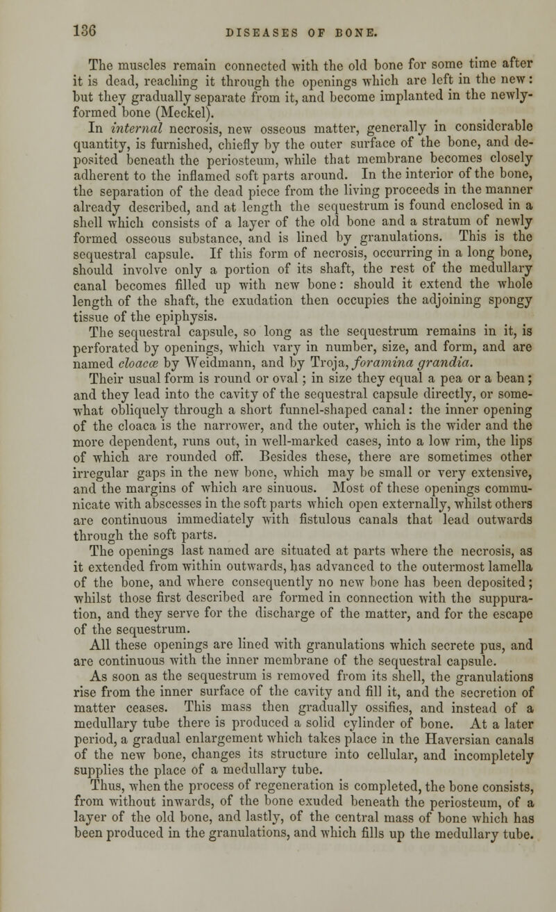 The muscles remain connected with the old bone for some time after it is dead, reaching it through the openings -which are left in the new: but they gradually separate from it, and become implanted in the newly- formed bone (Meckel). In internal necrosis, new osseous matter, generally in considerable quantity, is furnished, chiefly by the outer surface of the bone, and de- posited beneath the periosteum, while that membrane becomes closely adherent to the inflamed soft parts around. In the interior of the bone, the separation of the dead piece from the living proceeds in the manner already described, and at length the sequestrum is found enclosed in a shell which consists of a layer of the old bone and a stratum of newly formed osseous substance, and is lined by granulations. This is the sequestra! capsule. If this form of necrosis, occurring in a long bone, should involve only a portion of its shaft, the rest of the medullary canal becomes filled up with new bone: should it extend the whole length of the shaft, the exudation then occupies the adjoining spongy tissue of the epiphysis. The sequestral capsule, so long as the sequestrum remains in it, is perforated by openings, which vary in number, size, and form, and are named cloacce by Weidmann, and by Troja, foramina grandia. Their usual form is round or oval; in size they equal a pea or a bean ; and they lead into the cavity of the sequestral capsule directly, or some- what obliquely through a short funnel-shaped canal: the inner opening of the cloaca is the narrower, and the outer, which is the wider and the more dependent, runs out, in well-marked cases, into a low rim, the lips of which are rounded off. Besides these, there are sometimes other irregular gaps in the new bone, which may be small or very extensive, and the margins of which are sinuous. Most of these openings commu- nicate with abscesses in the soft parts which open externally, whilst others are continuous immediately with fistulous canals that lead outwards through the soft parts. The openings last named are situated at parts where the necrosis, as it extended from within outwards, has advanced to the outermost lamella of the bone, and where consequently no new bone has been deposited; whilst those first described are formed in connection with the suppura- tion, and they serve for the discharge of the matter, and for the escape of the sequestrum. All these openings are lined with granulations which secrete pus, and are continuous with the inner membrane of the sequestral capsule. As soon as the sequestrum is removed from its shell, the granulations rise from the inner surface of the cavity and fill it, and the secretion of matter ceases. This mass then gradually ossifies, and instead of a medullary tube there is produced a solid cylinder of bone. At a later period, a gradual enlargement which takes place in the Haversian canals of the new bone, changes its structure into cellular, and incompletely supplies the place of a medullary tube. Thus, when the process of regeneration is completed, the bone consists, from without inwards, of the bone exuded beneath the periosteum, of a layer of the old bone, and lastly, of the central mass of bone which has been produced in the granulations, and which fills up the medullary tube.