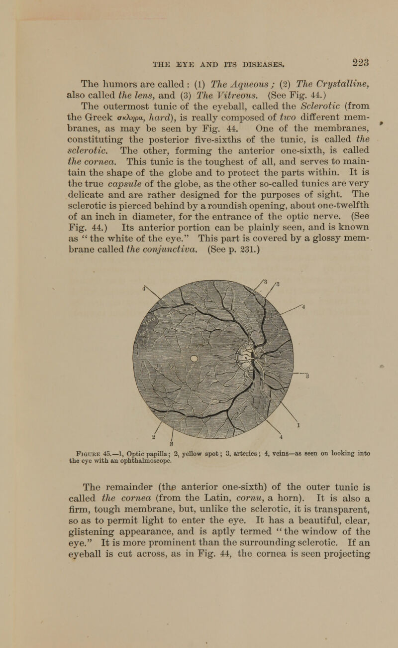 The humors are called : (1) The Aqueous j (2) The Crystalline, also called the lens, and (3) The Vitreous. (See Fig. 44.) The outermost tunic of the eyeball, called the Sclerotic (from the Greek a-KXrjpa, hard), is really composed of two different mem- branes, as may be seen by Fig. 44. One of the membranes, constituting the posterior five-sixths of the tunic, is called the sclerotic. The other, forming the anterior one-sixth, is called the cornea. This tunic is the toughest of all, and serves to main- tain the shape of the globe and to protect the parts within. It is the true capsule of the globe, as the other so-called tunics are very delicate and are rather designed for the purposes of sight. The sclerotic is pierced behind by a roundish opening, about one-twelfth of an inch in diameter, for the entrance of the optic nerve. (See Fig. 44.) Its anterior portion can be plainly seen, and is known as  the white of the eye. This part is covered by a glossy mem- brane called the conjunctiva. (See p. 231.) Figure 45.—1, Optic papilla; 2, yellow spot; 3, arteries ; 4, veins—as seen on looking into the eye with an ophthalmoscope. The remainder (the anterior one-sixth) of the outer tunic is called the cornea (from the Latin, cornu, a horn). It is also a firm, tough membrane, but, unlike the sclerotic, it is transparent, so as to permit light to enter the eye. It has a beautiful, clear, glistening appearance, and is aptly termed  the window of the eye. It is more prominent than the surrounding sclerotic. If an eyeball is cut across, as in Fig. 44, the cornea is seen projecting