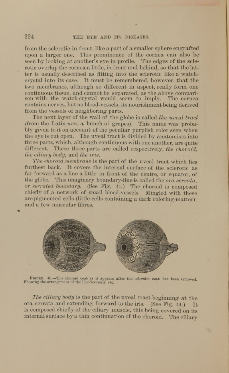 from the sclerotic in front, like a part of a smaller sphere engrafted upon a larger one. This prominence of the cornea can also be seen by looking at another's eye in profile. The edges of the scle- rotic overlap the cornea a little, in front and behind, so that the lat- ter is usually described as fitting into the sclerotic like a watch- crystal into its case. It must be remembered, however, that the two membranes, although so different in aspect, really form one continuous tissue, and cannot be separated, as the above compari- son with the watch-crystal would seem to imply. The cornea contains nerves, but no blood-vessels, its nourishment being derived from the vessels of neighboring parts. The next layer of the wall of the globe is called the uveal tract (from the Latin uva, a bunch of grapes). This name was proba- bly given to it on account of the peculiar purplish color seen when the eye is cut open. The uveal tract is divided by anatomists into three parts, which, although continuous with one another, arequite different. These three parts are called respectively, the choroid, the ciliary body, and the iris. Tin' choroid membrane is the part of the uveal tract which lies furthest back. It covers the internal surface of the sclerotic as far forward as a line a little in front of the centre, or equator, of the globe. This imaginary boundary-line is called the ora serrata, or serrated boundary. (See Fig. 44.) The choroid is composed chiefly of a network of small blood-vessels. Mingled with these are pigmented cells (little cells containing a dark coloring-matter), and a few muscular fibres. ■ 1 *wgs % Figure 40.—The choroid coat as it appears after the sclerotic coat has been removed. Showing the arrangement of the blood-vessels, etc. The ciliary body is the part of the uveal tract beginning at the ora serrata and extending forward to the iris. (See Fig. 44.) It is composed chiefly of the ciliary muscle, this being covered on its internal surface by a thin continuation of the choroid. The ciliary