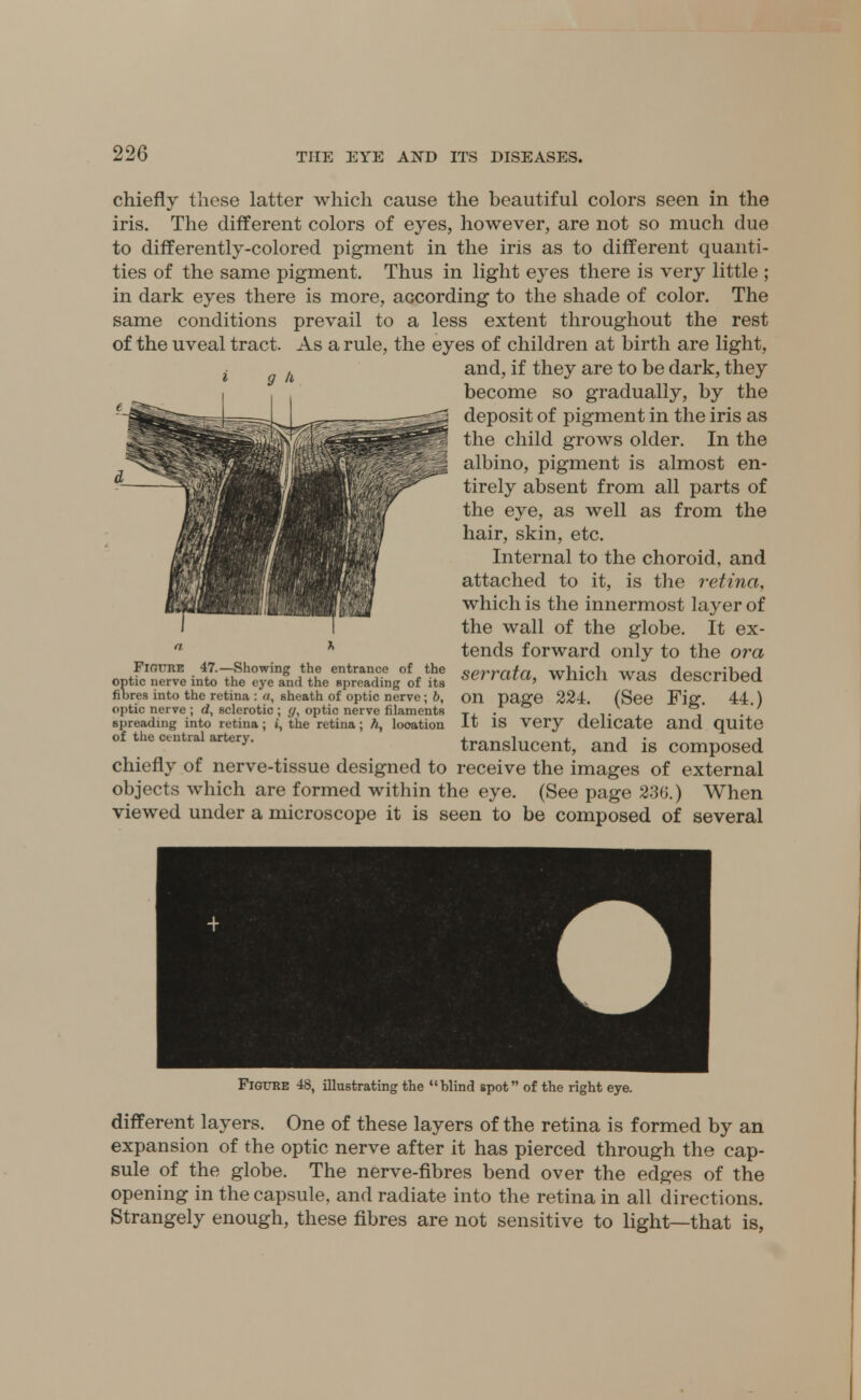 chiefly these latter which cause the beautiful colors seen in the iris. The different colors of eyes, however, are not so much due to differently-colored pigment in the iris as to different quanti- ties of the same pigment. Thus in light eyes there is very little ; in dark eyes there is more, according to the shade of color. The same conditions prevail to a less extent throughout the rest of the uveal tract. As a rule, the eyes of children at birth are light, and, if they are to be dark, they become so gradually, by the deposit of pigment in the iris as the child grows older. In the albino, pigment is almost en- tirely absent from all parts of the eye, as well as from the hair, skin, etc. Internal to the choroid, and attached to it, is the retina, which is the innermost layer of the wall of the globe. It ex- tends forward only to the ora serrata, which was described on page 224. (See Fig. 44.) It is very delicate and quite translucent, and is composed chiefly of nerve-tissue designed to receive the images of external objects which are formed within the eye. (See page 236.) When viewed under a microscope it is seen to be composed of several FlOTTRE 47.—Showing the entrance of the optic nerve into the eye and the spreading of its fibres into the retina : «, sheath of optic nerve ; b, optic nerve ; d, sclerotic ; y, optic nerve filaments spreading into retina; t, the retina; h, location of the central artery. Figure 48, illustrating the blind spot of the right eye. different layers. One of these layers of the retina is formed by an expansion of the optic nerve after it has pierced through the cap- sule of the globe. The nerve-fibres bend over the edges of the opening in the capsule, and radiate into the retina in all directions. Strangely enough, these fibres are not sensitive to light—that is,