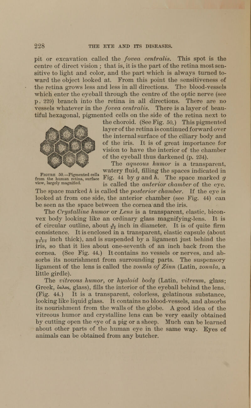 pit or excavation called the fovea centralis. This spot is the centre of direct vision ; that is, it is the part of the retina most sen- sitive to light and color, and the part which is always turned to- ward the object looked at. From this point the sensitiveness of the retina grows less and less in all directions. The blood-vessels which enter the eyeball through the centre of the optic nerve (see p. 229) branch into the retina in all directions. There are no vessels whatever in the fovea centralis. There is a layer of beau- tiful hexagonal, pigmented cells on the side of the retina next to the choroid. (See Fig. 50.) This pigmented layer of the retina is continued forward over the internal surface of the ciliary body and of the iris. It is of great importance for vision to have the interior of the chamber of the eyeball thus darkened (p. 234). The aqueous humor is a transparent, watery fluid, filling the spaces indicated in Figure 50.—Pigmented cells -,-,. . . •■ , 7 ,.,. , , from the human retina, surface * ig- 44 by g and h. The space marked g view, largely magnified. is cane(i the anterior chamber of the eye. The space marked h is called the posterior chamber. If the eye is looked at from one side, the anterior chamber (see Fig. 44) can be seen as the space between the cornea and the iris. The Crystalline humor or Lens is a transparent, elastic, bicon- vex body looking like an ordinary glass magnifying-lens. It is of circular outline, about ^ inch in diameter. It is of quite firm consistence. It is enclosed in a transparent, elastic capsule (about ^oV^ inch thick), and is suspended by a ligament just behind the iris, so that it lies about one-seventh of an inch back from the cornea. (See Fig. 44.) It contains no vessels or nerves, and ab- sorbs its nourishment from surrounding parts. The suspensory ligament of the lens is called the zonula of Zinn (Latin, zonula, a little girdle). The vitreous humor, or hyaloid body (Latin, vitreum, glass; Greek, ia\os, glass), fills the interior of the eyeball behind the lens. (Fig. 44.) It is a transparent, colorless, gelatinous substance, looking like liquid glass. It contains no blood-vessels, and absorbs its nourishment from the walls of the globe. A good idea of the vitreous humor and crystalline lens can be very easily obtained by cutting open the eye of a pig or a sheep. Much can be learned about other parts of the human eye in the same way. Eyes of animals can be obtained from any butcher.