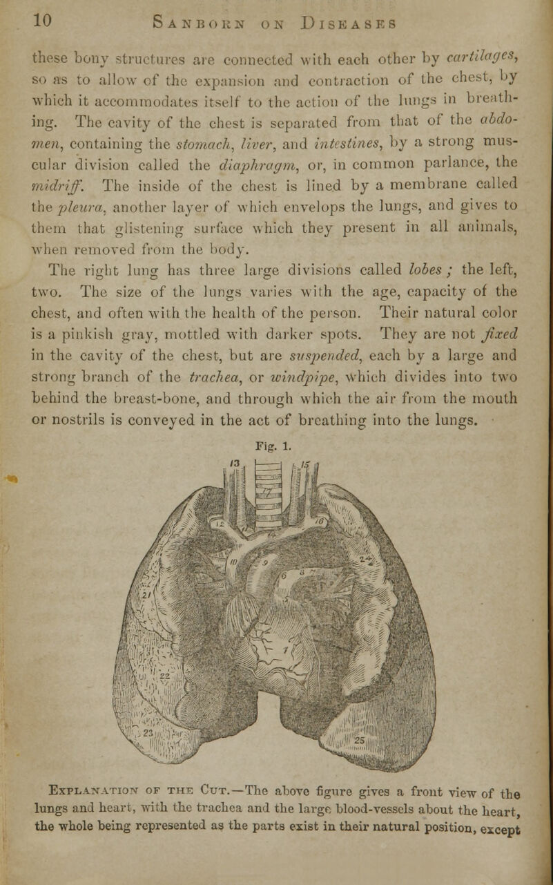 these bony structures are connected with each other by cartilages, so as to allow of the expansion and contraction of the chest, by which it accommodates itself to the action of the lungs in breath- ing. The cavity of the chest is separated from that of the abdo- men, containing the stomach, liver, and intestines, by a strong mus- cular division called the diaphragm, or, in common parlance, the midriff. The inside of the chest is lined by a membrane called the plain*, another layer of which envelops the lungs, and gives to them that glistening surface which they present in all animals, when removed from the body. The right lung has three large divisions called lobes; the left, two. The size of the lungs varies with the age, capacity of the chest, and often with the health of the person. Their natural color is a pinkish gray, mottled with darker spots. They are not fixed in the cavity of the chest, but are suspended, each by a large and strong branch of the trachea, or windpipe, which divides into two behind the breast-bone, and through which the air from the mouth or nostrils is conveyed in the act of breathing into the lungs. Fig. l. '3, Explanation of tut; Cut.—The above figure gives a front view of the lungs and heart, with the trachea and the large blood-vessels about the heart the whole being represented as the parts exist in their natural position, except