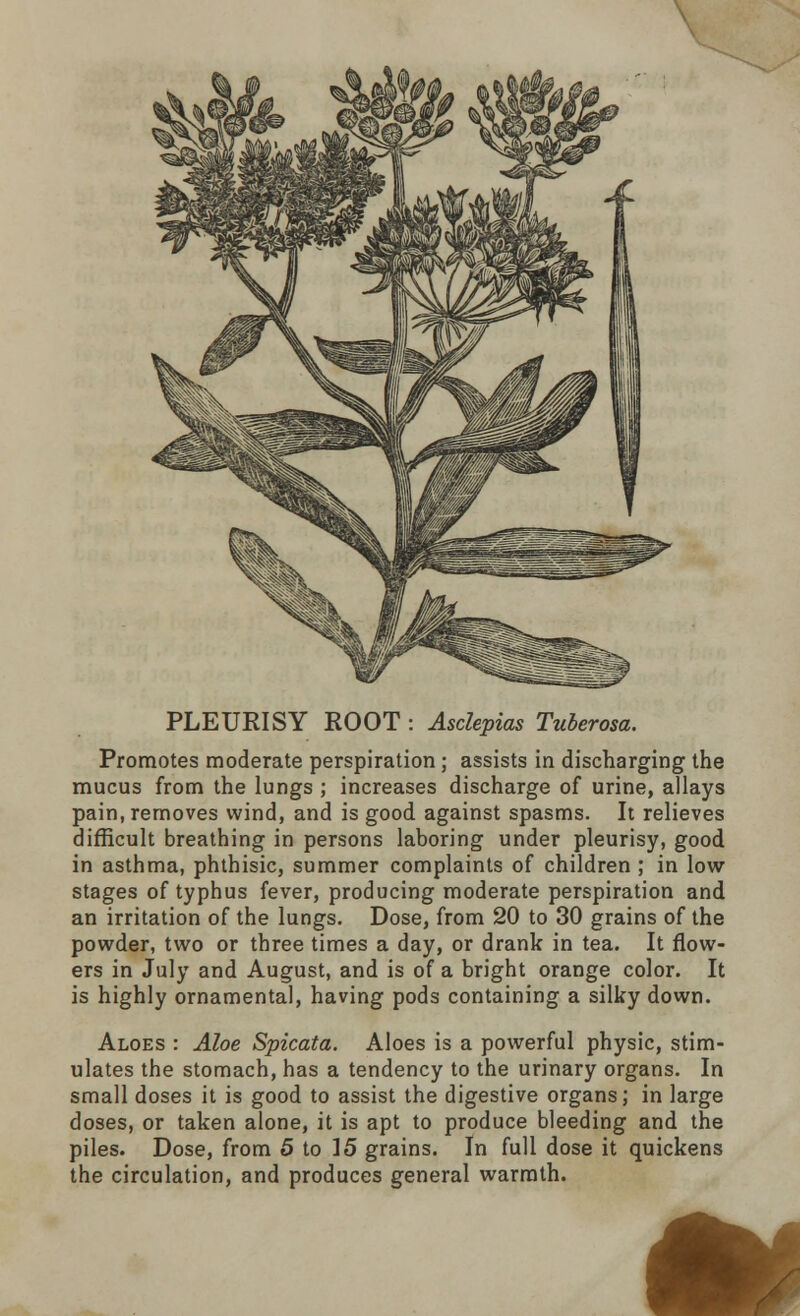 PLEURISY ROOT : Asclepias Tuberosa. Promotes moderate perspiration; assists in discharging the mucus from the lungs ; increases discharge of urine, allays pain, removes wind, and is good against spasms. It relieves difficult breathing in persons laboring under pleurisy, good in asthma, phthisic, summer complaints of children ; in low stages of typhus fever, producing moderate perspiration and an irritation of the lungs. Dose, from 20 to 30 grains of the powder, two or three times a day, or drank in tea. It flow- ers in July and August, and is of a bright orange color. It is highly ornamental, having pods containing a silky down. Aloes : Aloe Spicata. Aloes is a powerful physic, stim- ulates the stomach, has a tendency to the urinary organs. In small doses it is good to assist the digestive organs; in large doses, or taken alone, it is apt to produce bleeding and the piles. Dose, from 5 to 15 grains. In full dose it quickens the circulation, and produces general warmth.