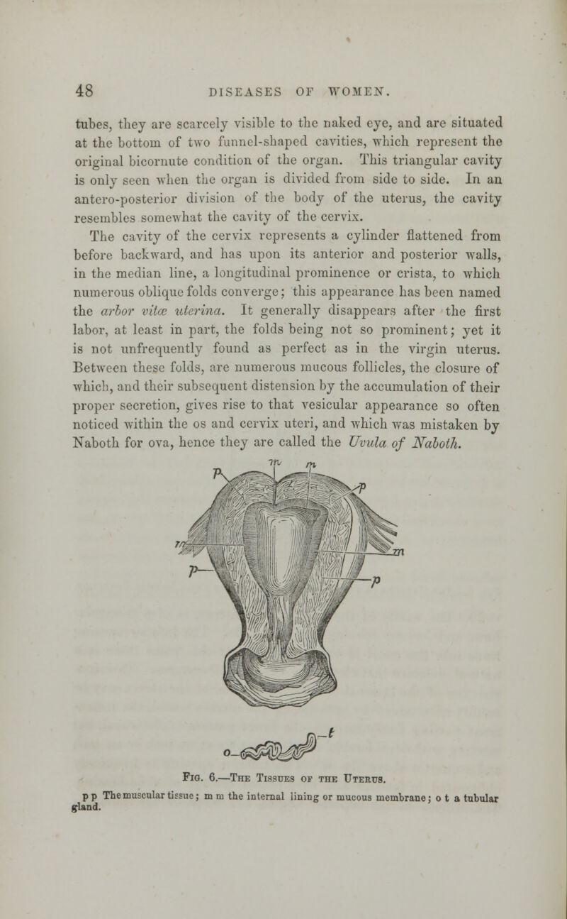 tubes, they are scarcely visible to the naked eye, and are situated at the bottom of two funnel-shaped cavities, which represent the original bicornute condition of the organ. This triangular cavity is only seen when the organ is divided from side to side. In an antero-posterior division of the body of the uterus, the cavity resembles somewhat the cavity of the cervix. The cavity of the cervix represents a cylinder flattened from before backward, and has upon its anterior and posterior walls, in the median line, a longitudinal prominence or crista, to which numerous oblique folds converge; this appearance has been named the arbor vitce uterina. It generally disappears after the first labor, at least in part, the folds being not so prominent; yet it is not unfrequently found as perfect as in the virgin uterus. Between these folds, are numerous mucous follicles, the closure of which, and their subsequent distension by the accumulation of their proper secretion, gives rise to that vesicular appearance so often noticed within the os and cervix uteri, and which was mistaken by Naboth for ova, hence they are called the Uvula of Naboth. —>v' m Fio. 6.—The Tissues of the Uterus. pp The muscular tissue; m m the internal lining or mucous membrane; o t a tubular gland.