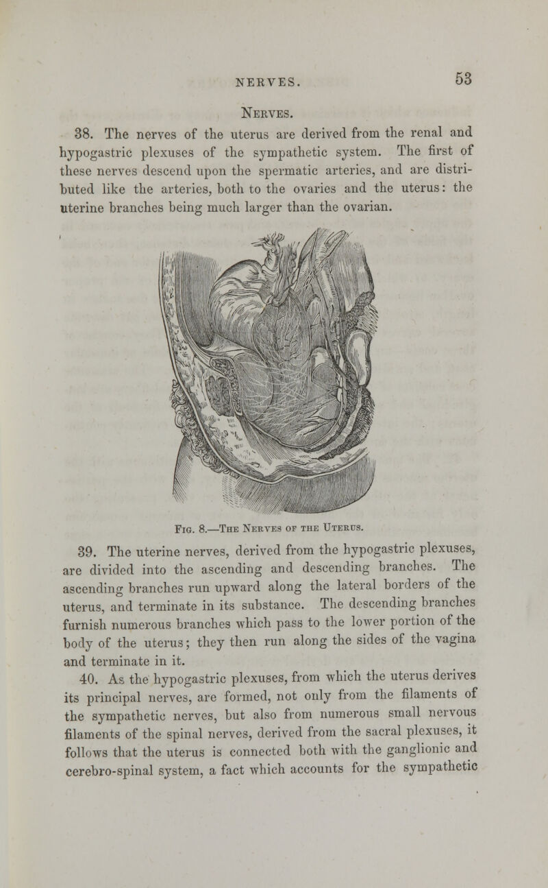 NERVES. Nerves. 38. The nerves of the uterus are derived from the renal and hypogastric plexuses of the sympathetic system. The first of these nerves descend upon the spermatic arteries, and are distri- buted like the arteries, both to the ovaries and the uterus: uterine branches being much larger than the ovarian. Mm the />//>m Fjg, 8.—The Nerves of the Uterus. 39. The uterine nerves, derived from the hypogastric plexuses, are divided into the ascending and descending branches. The ascending branches run upward along the lateral borders of the uterus, and terminate in its substance. The descending branches furnish numerous branches which pass to the lower portion of the body of the uterus; they then run along the sides of the vagina and terminate in it. 40. As the hypogastric plexuses, from which the uterus derives its principal nerves, are formed, not only from the filaments of the sympathetic nerves, but also from numerous small nervous filaments of the spinal nerves, derived from the sacral plexuses, it follows that the uterus is connected both with the ganglionic and cerebro-spinal system, a fact which accounts for the sympathetic