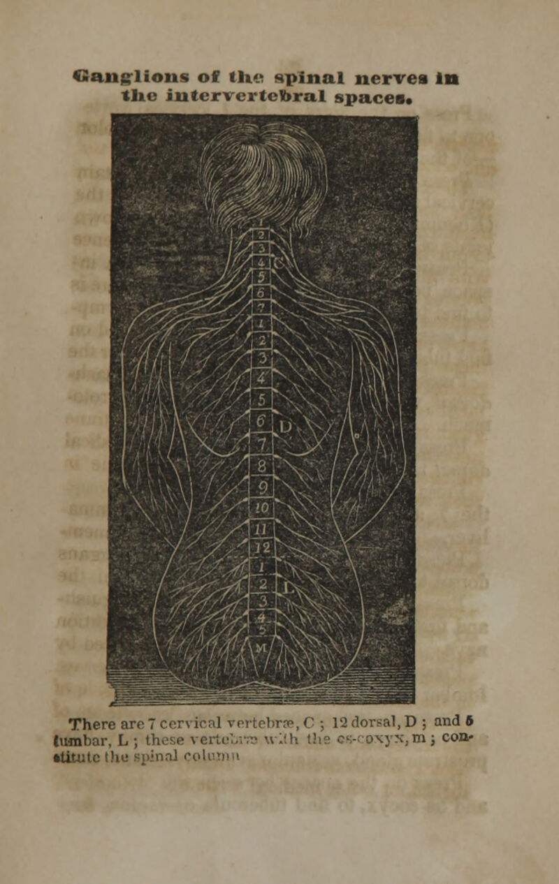 the intervertebral spaces* There are 7 con ioal vertebrae,C ; 12 dorsal, D ; and 6 (\unbar, L ; th< Dxyi,mj coa- Uitutc Die spinal ou!