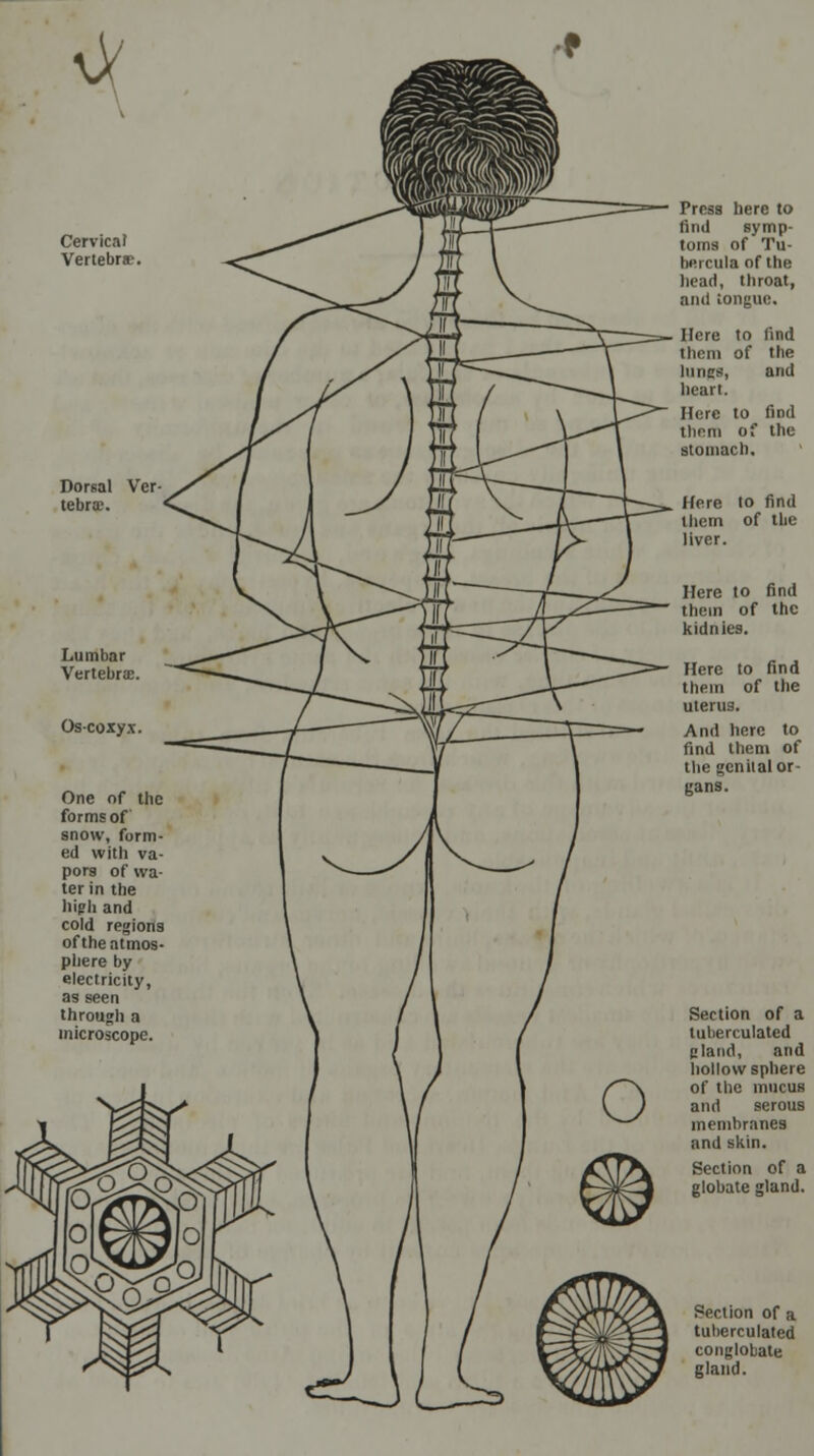 Cervical Vertebra* Dorsal Ver- tebra;. Lumbar Vertebrae Oscoxyx One of the forms of snow, form- ed with va- pors of wa- ter in the high and cold regions of the atmos- phere by electricity, as seen through a microscope. Section of a tulierculated conglobate gland.