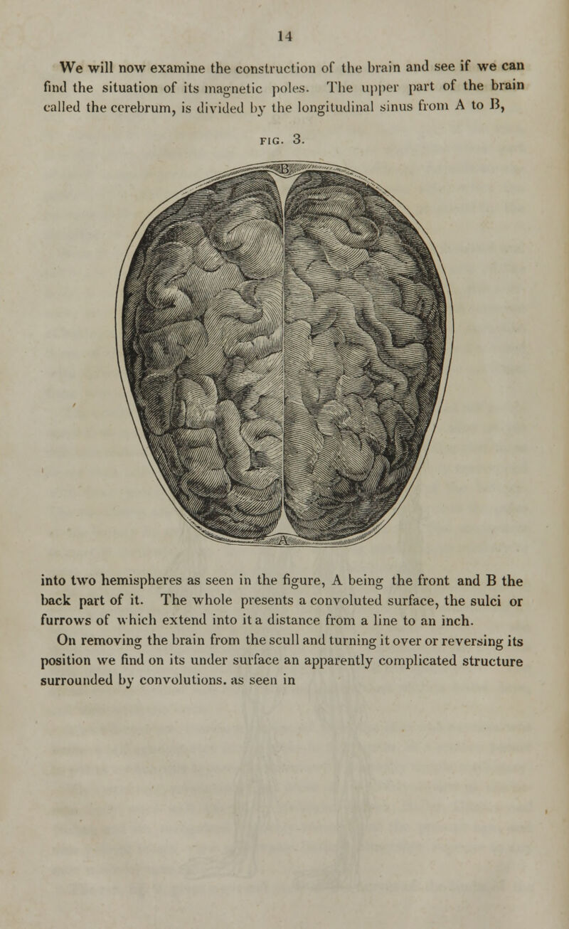 We will now examine the construction of the hrain and see if we can find the situation of its magnetic poles. The upper part of the brain called the cerebrum, is divided by the longitudinal sinus from A to B, into two hemispheres as seen in the figure, A being the front and B the back part of it. The whole presents a convoluted surface, the sulci or furrows of which extend into it a distance from a line to an inch. On removing the brain from the scull and turning it over or reversing its position we find on its under surface an apparently complicated structure surrounded by convolutions, as seen in