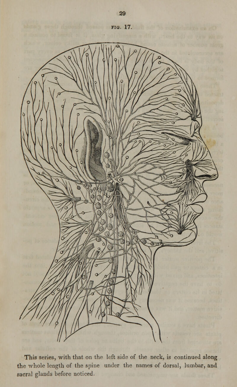 FIO. 17. This series, with that on the left side of the neck, is continued along the whole length of the spine under the names of dorsal, lumbar, and sacral glands before noticed.