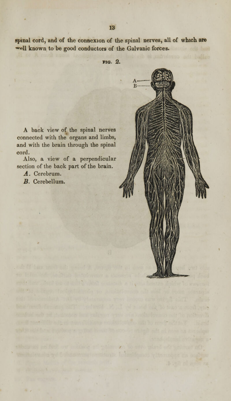 spinal cord, and of the connexion of the spinal nerves, all of which are ••il known to be good conductors of the Galvanic forces. FIG. 2. A back view of the spinal nerves connected with the organs and limbs, and with the brain through the spinal cord. Also, a view of a perpendicular section of the back part of the brain. A. Cerebrum. B. Cerebellum.