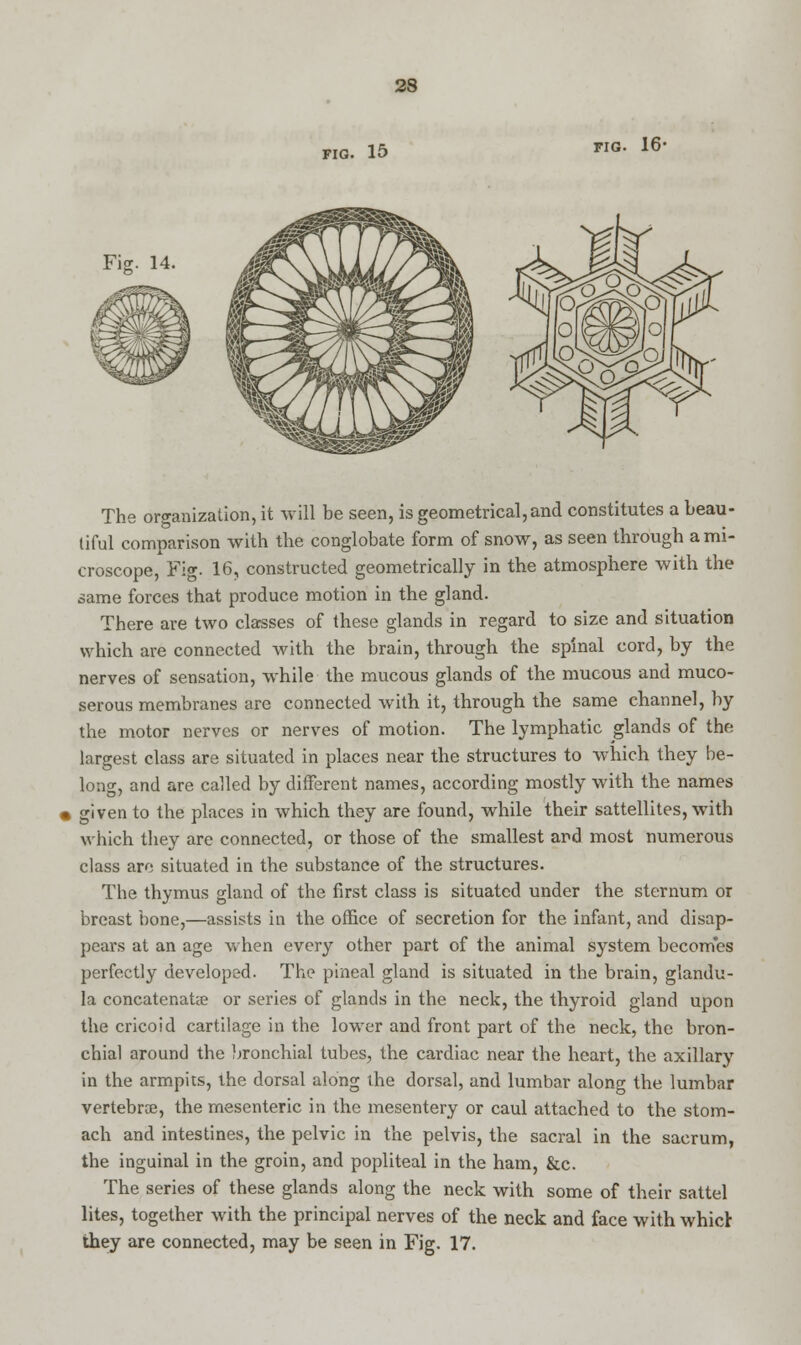 FIG. 15 FIG. 16* Fig. 14 The organization, it will be seen, is geometrical, and constitutes a beau- tiful comparison with the conglobate form of snow, as seen through a mi- croscope, Fig. 16, constructed geometrically in the atmosphere with the same forces that produce motion in the gland. There are two classes of these glands in regard to size and situation which are connected with the brain, through the spinal cord, by the nerves of sensation, while the mucous glands of the mucous and muco- serous membranes are connected with it, through the same channel, by the motor nerves or nerves of motion. The lymphatic glands of the largest class are situated in places near the structures to which they be- long, and are called by different names, according mostly with the names given to the places in which they are found, while their sattellites, with which they are connected, or those of the smallest and most numerous class are situated in the substance of the structures. The thymus gland of the first class is situated under the sternum or breast bone,—assists in the office of secretion for the infant, and disap- pears at an age when every other part of the animal system becomes perfectly developed. The pineal gland is situated in the brain, glandu- la concatenate or series of glands in the neck, the thyroid gland upon the cricoid cartilage in the lower and front part of the neck, the bron- chial around the bronchial tubes, the cardiac near the heart, the axillary in the armpits, ihe dorsal along the dorsal, and lumbar along the lumbar vertebra, the mesenteric in the mesentery or caul attached to the stom- ach and intestines, the pelvic in the pelvis, the sacral in the sacrum, the inguinal in the groin, and popliteal in the ham, &c. The series of these glands along the neck with some of their sattel lites, together with the principal nerves of the neck and face with whict they are connected, may be seen in Fig. 17.