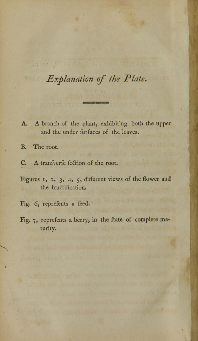 Explanation of the Plate, A. A branch of the plant, exhibiting both the upper and the under furfaces of the leaves. B. The root. C. A tranfverfc feftion of the root. Figures i, 2, 3, 4, 5, different views of the flower and the frudlification. Fig. 6, reprefents a feed. Fig. 7, reprefents a berry, in the ftate of complete ma- turity.