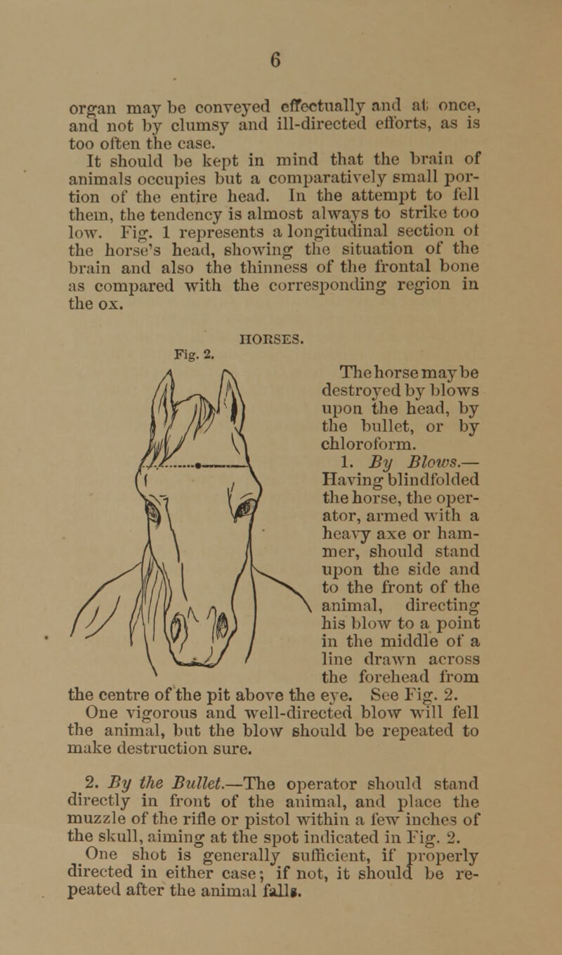 organ may be conveyed effectually and at once, and not by clumsy and ill-directed efforts, as is too often the case. It should 1)0 kept in mind that the brain of animals occupies but a comparatively small por- tion of the entire head. In the attempt to fell them, the tendency is almost always to strike too low. Fig. 1 represents a longitudinal section ol the horse's head, showing the situation of the brain and also the thinness of the frontal bone as compared with the corresponding region in the ox. HORSES. Fig. 2. The horse maybe destroyed by blows upon the head, by the bullet, or by chloroform. 1. By Blotvs.— Having blindfolded the horse, the oper- ator, armed with a heavy axe or ham- mer, should stand upon the side and to the front of the animal, directing his blow to a point in the middle of a line drawn across the forehead from the centre of the pit above the eye. See Fig. 2. One vigorous and well-directed blow will fell the animal, but the blow should be repeated to make destruction sure. 2. By the Bullet.—The operator should stand directly in front of the animal, and place the muzzle of the rifle or pistol within a few inches of the skull, aiming at the spot indicated in Fig. 2. One shot is generally sufficient, if properly directed in either case; if not, it should be re- peated after the animal fall*.