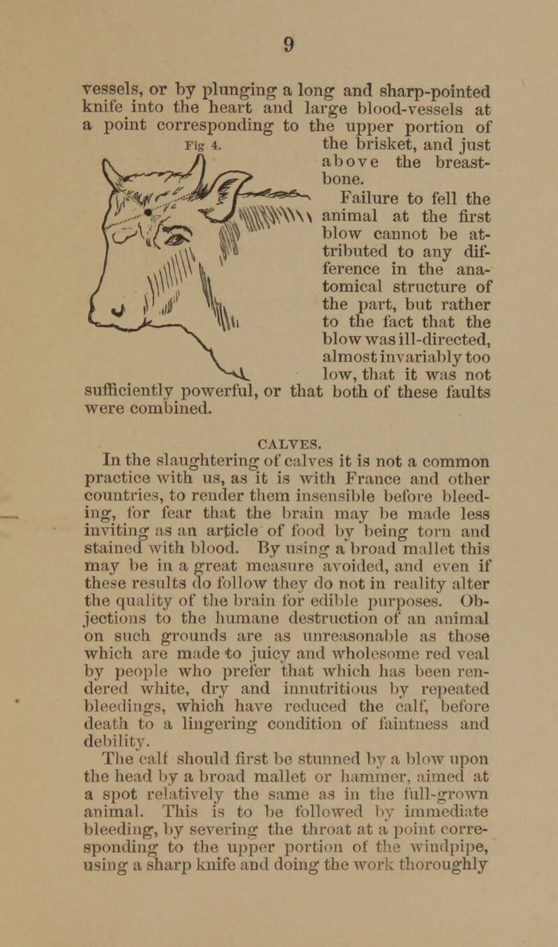 vessels, or by plunging a long and sharp-pointed knife into the heart and large blood-vessels at a point corresponding to the upper portion of Fig 4. the brisket, and just above the breast- bone. Failure to fell the v> animal at the first blow cannot be at- tributed to any dif- ference in the ana- tomical structure of the part, but rather to the fact that the blow was ill-directed, almost invariably too low, that it was not sufficiently powerful, or that both of these faults were combined. CALVES. In the slaughtering of calves it is not a common practice with us, as it is with France and other countries, to render them insensible before bleed- ing, tor fear that the brain may be made less inviting as an article of food by being torn and stained with blood. By using a broad mallet this may be in a great measure avoided, and even if these results do follow they do not in reality alter the quality of the brain for edible purposes. Ob- jections to the humane destruction of an animal on such gi^ounds are as unreasonable as those which are made to juicy and wholesome red veal by people who prefer that which has been ren- dered white, dry and innutritions by repeated bleedings, which have reduced the calf, before death to a lingering condition of faintness and debility. The calf should first be stunned by a blow upon the head by a broad mallet or hammer, aimed at a spot relatively the same as in the full-grown animal. This is to be followed by immediate bleeding, by sevei'ing the throat at a point corre- sponding to the upper portion of the windpipe, using a sharp knife and doing the work thoroughly