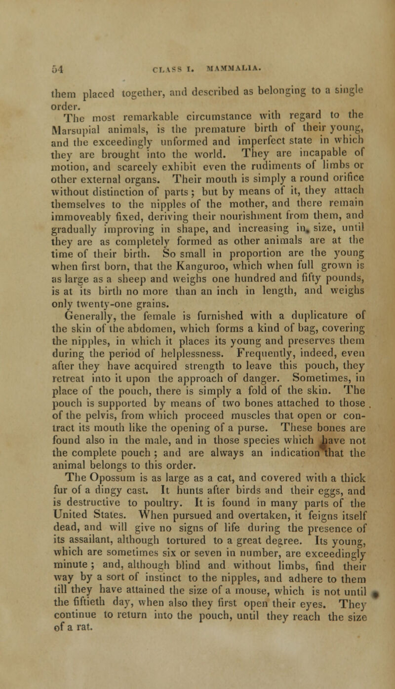 them placed together, and described as belonging to a single order. The most remarkable circumstance with regard to the Marsupial animals, is the premature birth of their young, and the exceedingly unformed and imperfect state in which they are brought into the world. They are incapable of motion, and scarcely exhibit even the rudiments of limbs or other external organs. Their mouth is simply a round orifice without distinction of parts ; but by means of it, they attach themselves to the nipples of the mother, and there remain immoveably fixed, deriving their nourishment from them, and gradually improving in shape, and increasing in, size, until they are as completely formed as other animals are at the time of their birth. So small in proportion are the young when first born, that the Kanguroo, which when full grown is as large as a sheep and weighs one hundred and fifty pounds, is at its birth no more than an inch in length, and weighs only twenty-one grains. Generally, the female is furnished with a duplicature of the skin of the abdomen, which forms a kind of bag, covering the nipples, in which it places its young and preserves them during the period of helplessness. Frequently, indeed, even after they have acquired strength to leave this pouch, they retreat into it upon the approach of danger. Sometimes, in place of the pouch, there is simply a fold of the skin. The pouch is supported by means of two bones attached to those . of the pelvis, from which proceed muscles that open or con- tract its mouth like the opening of a purse. These bones are found also in the male, and in those species which Lave not the complete pouch ; and are always an indication mat the animal belongs to this order. The Opossum is as large as a cat, and covered with a thick fur of a dingy cast. It hunts after birds and their eggs, and is destructive to poultry. It is found in many parts of the United States. When pursued and overtaken, it feigns itself dead, and will give no signs of life during the presence of its assailant, although tortured to a great degree. Its young, which are sometimes six or seven in number, are exceedingly minute ; and, although blind and without limbs, find their way by a sort of instinct to the nipples, and adhere to them till they have attained the size of a mouse, which is not until the fiftieth day, when also they first open their eyes. They continue to return into the pouch, until they reach the size of a rat.