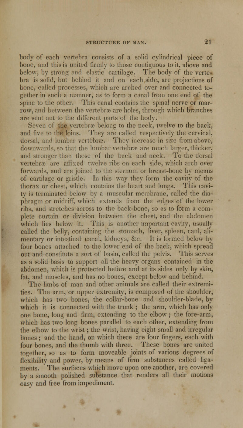 body of each vertebra consists of a solid cylindrical piece of bono, and this is united firmly to those contiguous to it, above and below, by strong and elastic cartilage. The body of the verte- bra is solid, but behind it and on each side, are projections of bone, called processes, which are arched over and connected to- gether in such a manner, as to form a canal from one end of the spine to the other. This canal contains the spinal nerve or mar- row, and between the vertebras are holes, through which branches are sent out to the different parts of the body. Seven of the vertebrae belong to the neck, twelve to the back, and five to the loins. They are called respectively the cervical, dorsal, and lumbar vertebra1. They increase in size from above, downwards, so thai the lumbar vertebrae are much larger, thicker, and stronger than those of the back and neck. To the dorsal vertebra; are affixed twelve ribs on each side, which arch over forwards, and are joined to the sternum or breast-bone by means of cartilage or gristle. In this way they form the cavity of the thorax or chest, which contains the heart and lungs. This cavi- ty is terminated below by a muscular membrane, called the dia- phragm or midriff, which extends from the edges of the lower ribs, and stretches across to the back-bone, so as to form a com- plete curtain or division between the chest, and the abdomen which lies below it. This is another important cavity, usually called the belly, containing the stomach, liver, spleen, caul, ali- mentary or intestinal canal, kidneys, Sic. It is formed below by four bones attached to the lower end of the back, which spread out and constitute a sort of hasin, called the pelvis. This serves as a solid basis to support all the heavy organs contained in the abdomen, which is protected before and at its sides only by skin, fat, and muscles, and has no bones, except below and behind. The limbs of man and other animals are called their extremi- ties. The arm, or upper extremity, is composed of the shoulder, which has two bones, the collar-bone and shoulder-blade, by which it is connected with the trunk ; the arm, which has only one bone, long and firm, extending to the elbowT; the fore-arm, which has two long bones parallel to each other, extending from the elbow to the wrist; the wrist, having eight small and irregular bones; and the hand, on which there are four fingers, each with four bones, and the thumb with three. These bones are united together, so as to form moveable joints of various degrees of flexibility and power, by means of firm substances called liga- ments. The surfaces which move upon one another, are covered by a smooth polished substance that renders all their motions easy and free from impediment.
