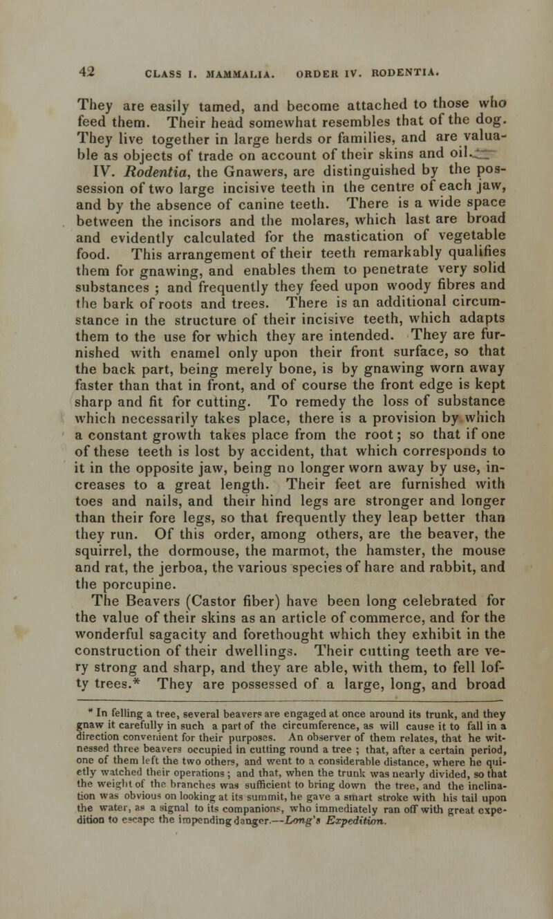 They are easily tamed, and become attached to those who feed them. Their head somewhat resembles that of the dog. They live together in large herds or families, and are valua- ble as objects of trade on account of their skins and oil^i* IV. Rodentia, the Gnawers, are distinguished by the pos- session of two large incisive teeth in the centre of each jaw, and by the absence of canine teeth. There is a wide space between the incisors and the molares, which last are broad and evidently calculated for the mastication of vegetable food. This arrangement of their teeth remarkably qualifies them for gnawing, and enables them to penetrate very solid substances ; and frequently they feed upon woody fibres and the bark of roots and trees. There is an additional circum- stance in the structure of their incisive teeth, which adapts them to the use for which they are intended. They are fur- nished with enamel only upon their front surface, so that the back part, being merely bone, is by gnawing worn away faster than that in front, and of course the front edge is kept sharp and fit for cutting. To remedy the loss of substance which necessarily takes place, there is a provision by which a constant growth takes place from the root; so that if one of these teeth is lost by accident, that which corresponds to it in the opposite jaw, being no longer worn away by use, in- creases to a great length. Their feet are furnished with toes and nails, and their hind legs are stronger and longer than their fore legs, so that frequently they leap better than they run. Of this order, among others, are the beaver, the squirrel, the dormouse, the marmot, the hamster, the mouse and rat, the jerboa, the various species of hare and rabbit, and the porcupine. The Beavers (Castor fiber) have been long celebrated for the value of their skins as an article of commerce, and for the wonderful sagacity and forethought which they exhibit in the construction of their dwellings. Their cutting teeth are ve- ry strong and sharp, and they are able, with them, to fell lof- ty trees.* They are possessed of a large, long, and broad  In felling a tree, several beaver? are engaged at once around its trunk, and they gnaw it carefully in such a part of the circumference, as will cause it to fall in a direction convenient for their purposes. An observer of them relates, that he wit- nessed three beavers occupied in cutting round a tree ; that, after a certain period, one of them left the two others, and went to a considerable distance, where he qui- etly watched their operations; and that, when the trunk was nearly divided, so that the weight of the branches was sufficient to bring down the tree, and the inclina- tion was obvious on looking at its summit, he gave a smart stroke with his tail upon the water, as a signal to its companions, who immediately ran off with great expe- dition to escape the impending danger-—Long's Expedition.