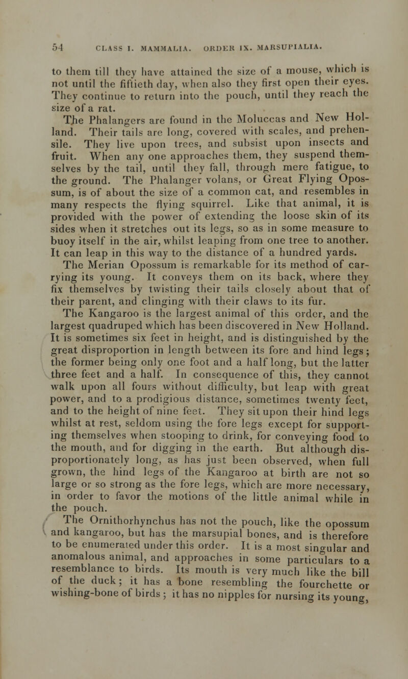 to them till they have attained the size of a mouse, which is not until the fiftieth day, when also they first open their eyes. They continue to return into the pouch, until they reach the size of a rat. TJie Phalangers are found in the Moluccas and New Hol- land. Their tails are long, covered with scales, and prehen- sile. They live upon trees, and subsist upon insects and fruit. When any one approaches them, they suspend them- selves by the tail, until they fall, through mere fatigue, to the ground. The Phalanger volans, or Great Flying Opos- sum, is of about the size of a common cat, and resembles in many respects the flying squirrel. Like that animal, it is provided with the power of extending the loose skin of its sides when it stretches out its legs, so as in some measure to buoy itself in the air, whilst leaping from one tree to another. It can leap in this way to the distance of a hundred yards. The Merian Opossum is remarkable for its method of car- rying its young. It conveys them on its back, where they fix themselves by twisting their tails closely about that of their parent, and clinging with their claws to its fur. The Kangaroo is the largest animal of this order, and the largest quadruped which has been discovered in New Holland. It is sometimes six feet in height, and is distinguished by the great disproportion in length between its fore and hind legs; the former being only one foot and a half long, but the latter three feet and a half. In consequence of this, they cannot walk upon all fours without difficulty, but leap with great power, and to a prodigious distance, sometimes twenty feet, and to the height of nine feet. They sit upon their hind legs whilst at rest, seldom using the fore legs except for support- ing themselves when stooping to drink, for conveying food to the mouth, and for digging in the earth. But although dis- proportionately long, as has just been observed, when full grown, the hind legs of the Kangaroo at birth are not so large or so strong as the fore legs, which are more necessary, in order to favor the motions of the little animal while in the pouch. The Ornithorhynchus has not the pouch, like the opossum \ and kangaroo, but has the marsupial bones, and is therefore to be enumerated under this order. It is a most singular and anomalous animal, and approaches in some particulars to a resemblance to birds. Its mouth is very much like the bill of the duck; it has a bone resembling the fourchette or wishing-bone of birds ; it has no nipples for nursing its young,