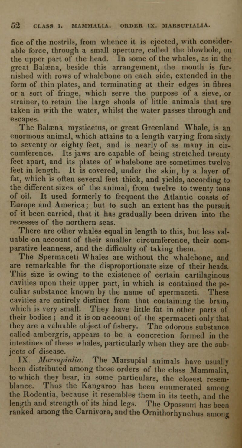 fice of the nostrils, from whence it is ejected, with consider- able force, through a small aperture, called the blowhole, on the upper part of the head. In some of the whales, as in the great Balaena, beside this arrangement, the mouth is fur- nished with rows of whalebone on each side, extended in the form of thin plates, and terminating at their edges in fibres or a sort of fringe, which serve the purpose of a sieve, or strainer, to retain the large shoals of little animals that are taken in with the water, whilst the water passes through and escapes. The Balaena mysticetus, or great Greenland Whale, is an enormous animal, which attains to a length varying from sixty to seventy or eighty feet, and is nearly of as many in cir- cumference. Its jaws are capable of being stretched twenty feet apart, and its plates of whalebone are sometimes twelve feet in length. It is covered, under the skin, by a layer of fat, which is often several feet thick, and yields, according to the different sizes of the animal, from twelve to twenty tons of oil. It used formerly to frequent the Atlantic coasts of Europe and America; but to such an extent has the pursuit of it been carried, that it has gradually been driven into the recesses of the northern seas. There are other whales equal in length to this, but less val- uable on account of their smaller circumference, their com- parative leanness, and the difficulty of taking them. The Spermaceti Whales are without the whalebone, and are remarkable for the disproportionate size of their heads. This size is owing to the existence of certain cartilaginous cavities upon their upper part, in which is contained the pe- culiar substance known by the name of spermaceti. These cavities are entirely distinct from that containing the brain, which is very small. They have little fat in other parts of their bodies ; and it is on account of the spermaceti only that they are a valuable object of fishery. The odorous substance called ambergris, appears to be a concretion formed in the intestines of these whales, particularly when they are the sub- jects of disease. IX. Marsupialia. The Marsupial animals have usually been distributed among those orders of the class Mammalia, to which they bear, in some particulars, the closest resem- blance. Thus the Kangaroo has been enumerated among the Rodentia, because it resembles them in its teeth and the length and strength of its hind legs. The Opossum has been ranked among the Carnivora, and the Ornithorhynchus among