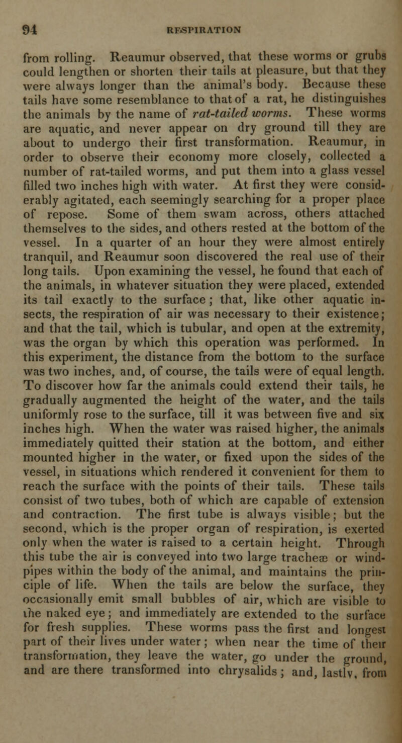 from rolling. Reaumur observed, that these worms or grubs could lengthen or shorten their tails at pleasure, but that they were always longer than the animal's body. Because these tails have some resemblance to that of a rat, he distinguishes the animals by the name of rat-tailed worms. These worms are aquatic, and never appear on dry ground till they are about to undergo their first transformation. Reaumur, in order to observe their economy more closely, collected a number of rat-tailed worms, and put them into a glass vessel filled two inches high with water. At first they were consid- erably agitated, each seemingly searching for a proper place of repose. Some of them swam across, others attached themselves to the sides, and others rested at the bottom of the vessel. In a quarter of an hour they were almost entirely tranquil, and Reaumur soon discovered the real use of their long tails. Upon examining the vessel, he found that each of the animals, in whatever situation they were placed, extended its tail exactly to the surface ; that, like other aquatic in- sects, the respiration of air was necessary to their existence; and that the tail, which is tubular, and open at the extremity, was the organ by which this operation was performed. In this experiment, the distance from the bottom to the surface was two inches, and, of course, the tails were of equal length. To discover how far the animals could extend their tails, he gradually augmented the height of the water, and the tails uniformly rose to the surface, till it was between five and six inches high. When the water was raised higher, the animals immediately quitted their station at the bottom, and either mounted higher in the water, or fixed upon the sides of the vessel, in situations which rendered it convenient for them to reach the surface with the points of their tails. These tails consist of two tubes, both of which are capable of extension and contraction. The first tube is always visible; but the second, which is the proper organ of respiration, is exerted only when the water is raised to a certain height. Through this tube the air is conveyed into two large trachea) or wind- pipes within the body of the animal, and maintains the prin- ciple of life. When the tails are below the surface, they occasionally emit small bubbles of air, which are visible to ihe naked eye; and immediately are extended to the surface for fresh supplies. These worms pass the first and longest part of their lives under water; when near the time of their transformation, they leave the water, go under the ground, and are there transformed into chrysalids; and, lastly, from