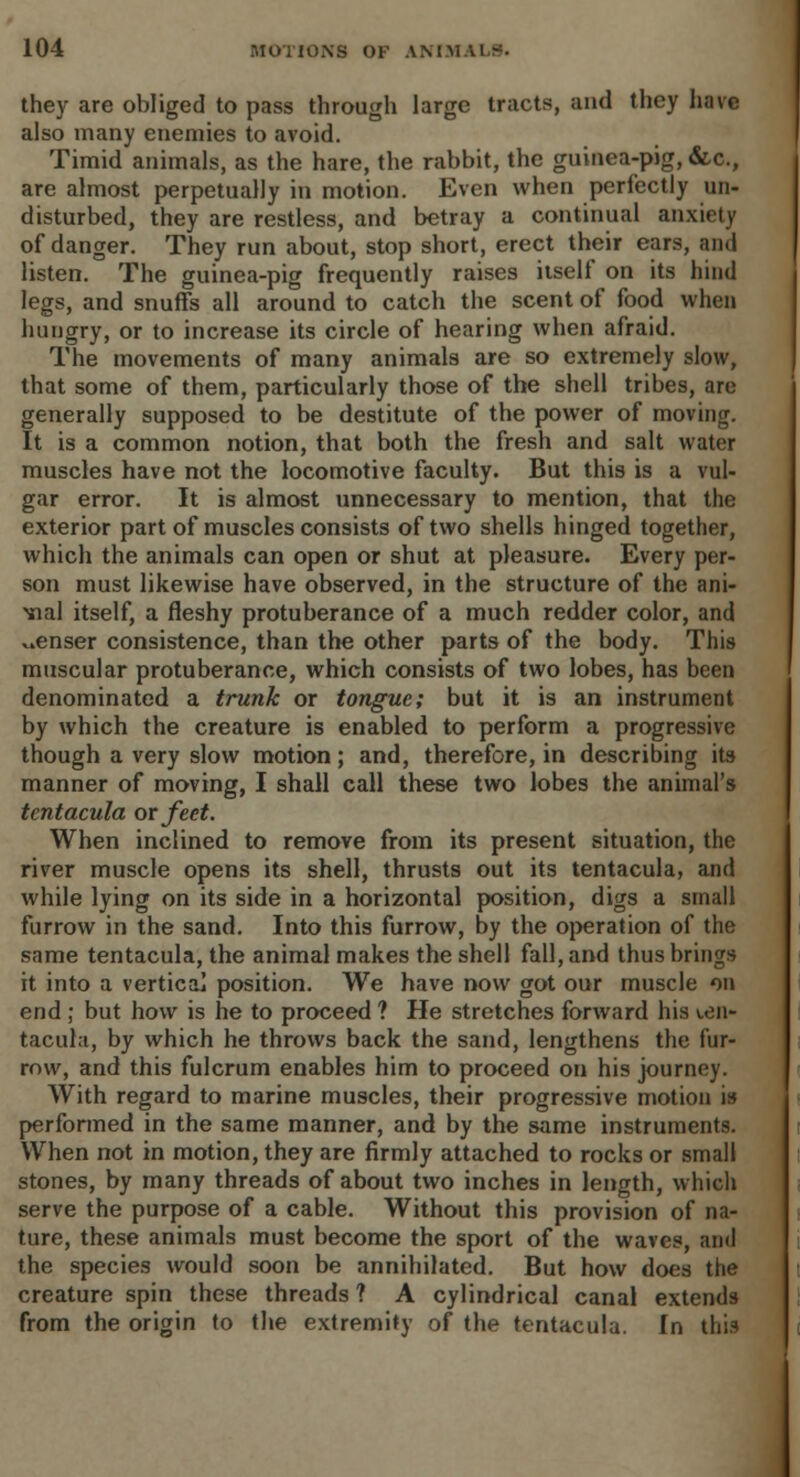 they are obliged to pass through large tracts, and they have also many enemies to avoid. Timid animals, as the hare, the rabbit, the guinea-pig, &c, are almost perpetually in motion. Even when perfectly un- disturbed, they are restless, and betray a continual anxiety of danger. They run about, stop short, erect their ears, and listen. The guinea-pig frequently raises itself on its hind legs, and snuffs all around to catch the scent of food when hungry, or to increase its circle of hearing when afraid. The movements of many animals are so extremely slow, that some of them, particularly those of the shell tribes, are generally supposed to be destitute of the power of moving. It is a common notion, that both the fresh and salt water muscles have not the locomotive faculty. But this is a vul- gar error. It is almost unnecessary to mention, that the exterior part of muscles consists of two shells hinged together, which the animals can open or shut at pleasure. Every per- son must likewise have observed, in the structure of the ani- mal itself, a fleshy protuberance of a much redder color, and ^enser consistence, than the other parts of the body. This muscular protuberance, which consists of two lobes, has been denominated a trunk or tongue; but it is an instrument by which the creature is enabled to perform a progressive though a very slow motion; and, therefore, in describing its manner of moving, I shall call these two lobes the animal's tcntacula or feet. When inclined to remove from its present situation, the river muscle opens its shell, thrusts out its tentacula, and while lying on its side in a horizontal position, digs a small furrow in the sand. Into this furrow, by the operation of the same tentacula, the animal makes the shell fall, and thus brings it into a vertical position. We have now got our muscle on end ; but how is he to proceed ? He stretches forward his ten- tacula, by which he throws back the sand, lengthens the fur- row, and this fulcrum enables him to proceed on his journey. With regard to marine muscles, their progressive motion is performed in the same manner, and by the same instruments. When not in motion, they are firmly attached to rocks or small stones, by many threads of about two inches in length, which serve the purpose of a cable. Without this provision of na- ture, these animals must become the sport of the waves, and the species would soon be annihilated. But how does the creature spin these threads ? A cylindrical canal extends from the origin to the extremity of the tentacula. In this