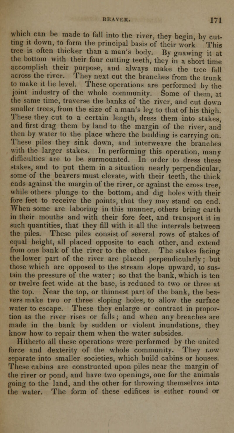 which can be made to fall into the river, they begin, by cut- ting it down, to form the principal basis of their work This tree is often thicker than a man's body. By gnawing it at the bottom with their four cutting teeth, they in a short time accomplish their purpose, and always make the tree fall across the river. They next cut the branches from the trunk to make it lie level. These operations are performed by the joint industry of the whole community. Some of them, at the same time, traverse the banks of the river, and cut down smaller trees, from the size of a man's leg to that of his thigh. These they cut to a certain length, dress them into stakes, and first drag them by land to the margin of the river, and then by water to the place where the building is carrying on. These piles they sink down, and interweave the branches with the larger stakes. In performing this operation, many difficulties are to be surmounted. In order to dress these stakes, and to put them in a situation nearly perpendicular, some of the beavers must elevate, with their teeth, the thick ends against the margin of the river, or against the cross tree, while others plunge to the bottom, and dig holes with their fore feet to receive the points, that they may stand on end. When some are laboring in this manner, others bring earth in their mouths and with their fore feet, and transport it in such quantities, that they fill with it all the intervals between the piles. These piles consist of several rows of stakes of equal height, all placed opposite to each other, and extend from one bank of the river to the other. The stakes facing the lower part of the river are placed perpendicularly; but those which are opposed to the stream slope upward, to sus- tain the pressure of the water; so that the bank, which is ten or twelve feet wide at the base, is reduced to two or three at the top. Near the top, or thinnest part of the bank, the bea- vers make two or three sloping holes, to allow the surface water to escape. These they enlarge or contract in propor- tion as the river rises or falls; and when any breaches are made in the bank by sudden or violent inundations, they know how to repair them when the water subsides. Hitherto all these operations were performed by the united force and dexterity of the whole community. They now separate into smaller societies, which build cabins or houses. These cabins are constructed upon piles near the margin of the river or pond, and have two openings, one for the animals going to the land, and the other for throwing themselves into the water. The form of these edifices is either round or