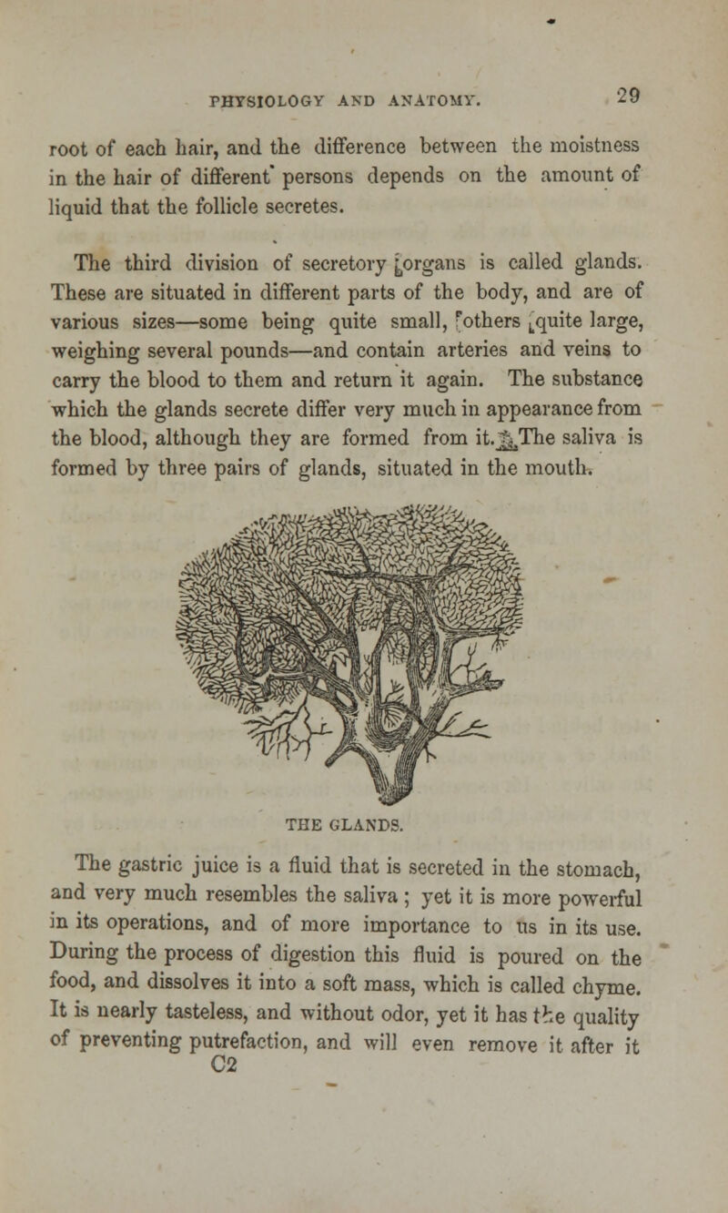 root of each hair, and the difference between the moistness in the hair of different* persons depends on the amount of liquid that the follicle secretes. The third division of secretory [organs is called glands. These are situated in different parts of the body, and are of various sizes—some being quite small, 'others ^quite large, weighing several pounds—and contain arteries and veins to carry the blood to them and return it again. The substance which the glands secrete differ very much in appearance from the blood, although they are formed from it.^The saliva is formed by three pairs of glands, situated in the mouth. mm THE GLANDS. The gastric juice is a fluid that is secreted in the stomach, and very much resembles the saliva ; yet it is more powerful in its operations, and of more importance to us in its use. During the process of digestion this fluid is poured on the food, and dissolves it into a soft mass, which is called chyme. It is nearly tasteless, and without odor, yet it has the quality of preventing putrefaction, and will even remove it after it C2