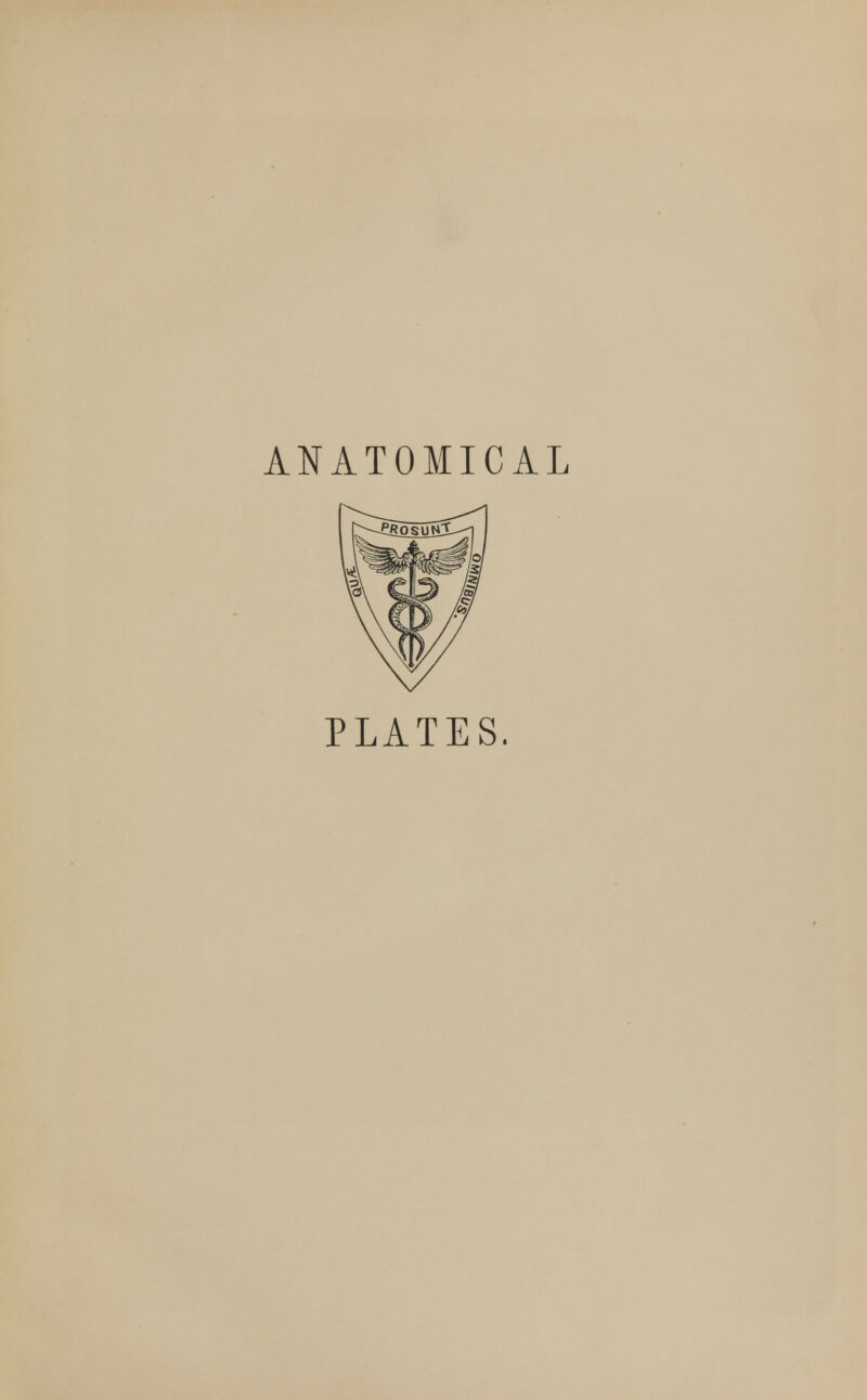 ANATOMICAL PLATES.