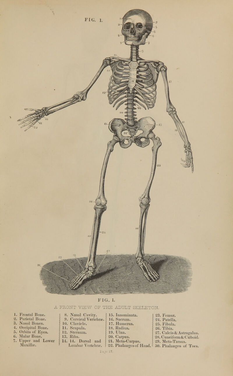 FIC. 1 FIG. 1. A FRONT VIEW OF THE ADULT SKELETON. 1. Frontal Bone. 2. Parietal Bone. 3. Nasal Hones. 4. Occipital Bone. 5. Orbits of Eyes, (i. Malar Bone. 7. Upper and Lower Maxilla-. 8. Nasal Cavity. 9. Cervical Vertebrae. 10. Clavicle. 11. Scapula. 12. Sternum. 13. Ribs. 14. 14. Dorsal and Lumbar Vertebrau. 15. Innominata. 16. Sacrum. 17. Humerus. 18. Radius. 19. Ulna. 20. Carpus. 21. Meta-Carpus. 22. Phalanges of Hand. 17. 23. Femur. 24. Patella. 25. Fibula. 26. Tibia. 27. Calcis&Astragalus. 28. Cuneiform & C uboid. 29. Meta-Tarsii3. 30. Phalanges of Toes.