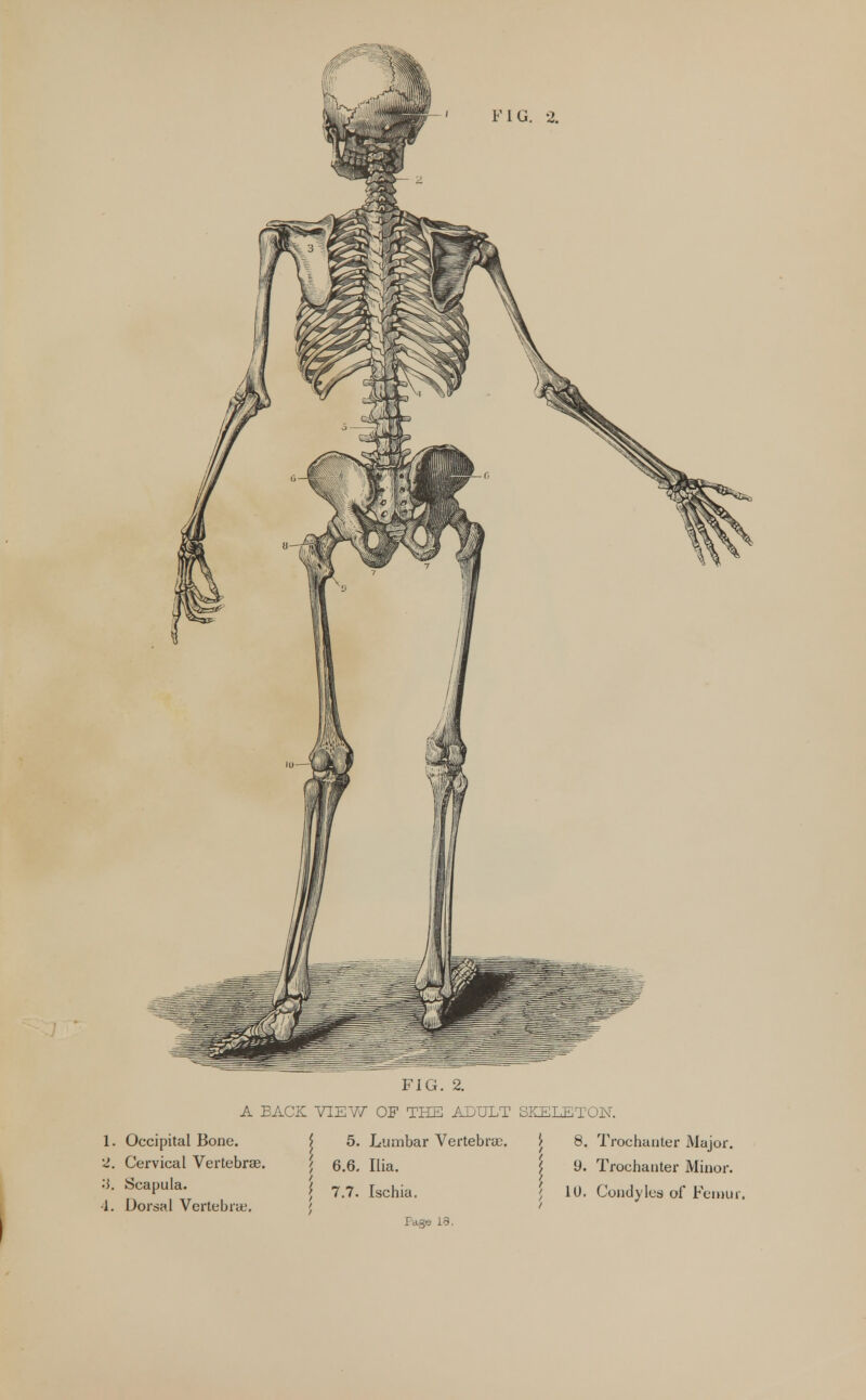FIG. 2. A BACK VIEW OF THE ADULT SKELETON. 1. Occipital Bone. 2. Cervical Vertebrae. ;J. Scapula. ■1. Dorsal Vertebra-. $ 5. Lumbar Vertebrae. £ 8. Trochanter Major. ', 6.6. Ilia. i 9. Trochanter Minor. \ 7.7. Ischia. >, 10. Condyles of Femur. / / JTcige 13.