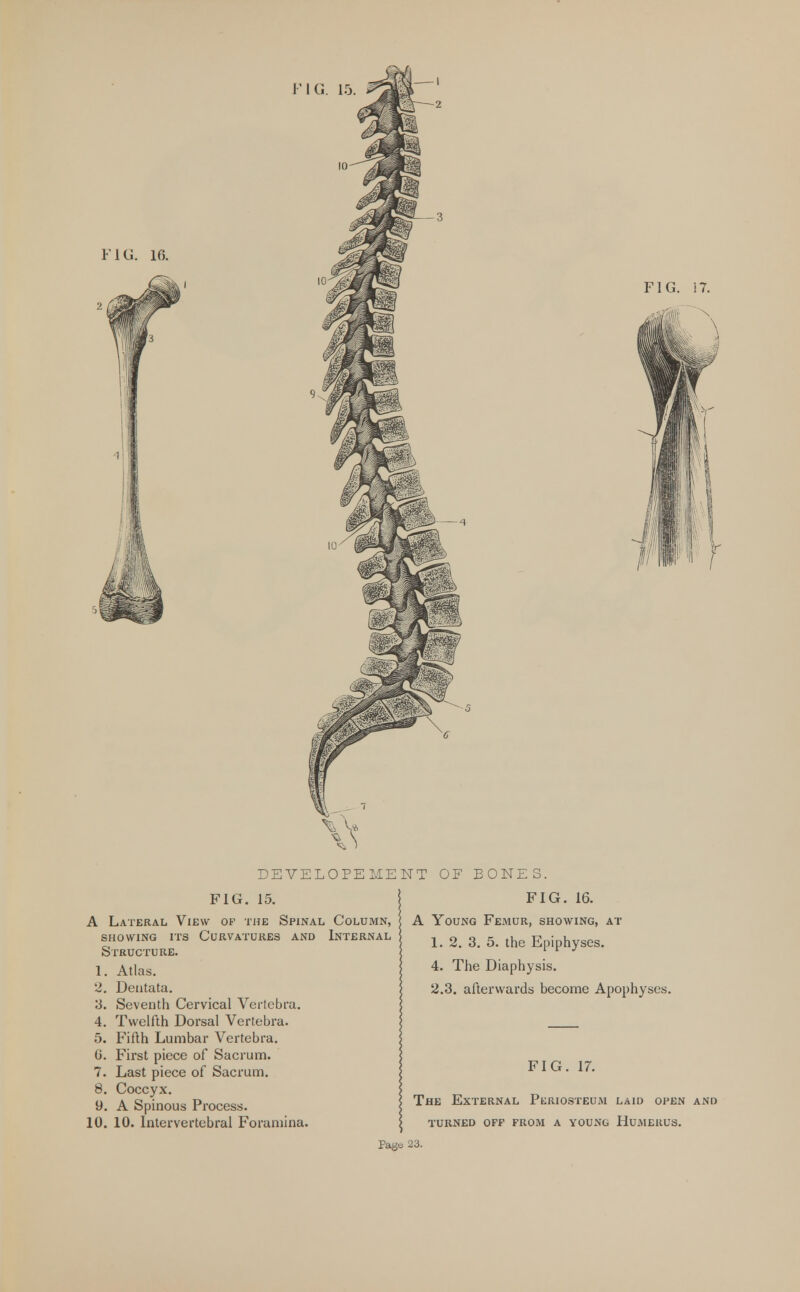 FIG. 16. FIG. 17. FIG. 15. A Lateral View of the Spinal Column, showing its Curvatures and Internal Structure. 1. Atlas. 2. Deiitata. 3. Seventh Cervical Vertebra. 4. Twelfth Dorsal Vertebra. 5. Fifth Lumbar Vertebra. 0. First piece of Sacrum. 7. Last piece of Sacrum. 8. Coccyx. 9. A Spinous Process. 10. 10. Intervertebral Foramina. DEVELOPEMENT OF BONES. FIG. 16. A Young Femur, showing, at 1. 2. 3. 5. the Epiphyses. 4. The Diaphysis. 2.3. afterwards become Apophyses. FIG. 17. The External Periosteum laid open and turned off from a young humerus. Page 23.