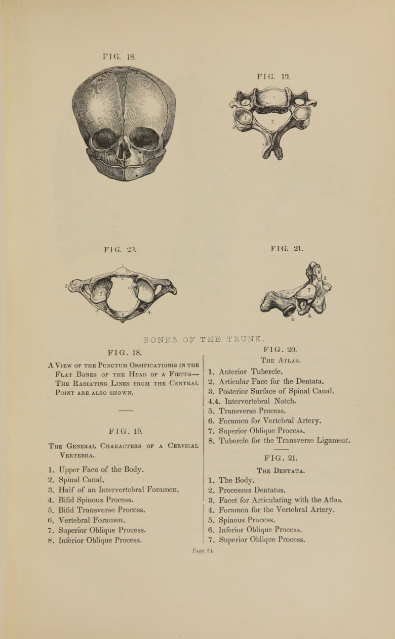 FIG. 18. FIG. 10. FIG. 2). FIG. 21. FIG. 18. A View of the Punctum Ossificationis in the Flat Bones of the Head of a Farrus— The Radiating Lines from the Central Point are also shown. BONES OF THE TRUNK. FIG. 20. The Atlas Anterior Tubercle. FIG. 19. The General Characters Vertebra. of a Cervical 1. Upper Face of the Body. 2. Spinal Canal. 3. Half of an Intervertebral Foramen. 4. Bifid Spinous Process. 5. Bifid Transverse Process. (5. Vertebral Foramen. 7. Superior Oblique Process. 8. Inferior Oblique Process. Page 1. 2. Articular Face for the Dentata. 3. Posterior Surface of Spinal Canal. 4.4. Intervertebral Notch. 5. Transverse Process. 6. Foramen for Vertebral Artery. 7. Superior Oblique Process. 8. Tubercle for the Transverse Ligament. FIG. 21. The Dentata. 1. The Body. 2. Processus Dentatus. 3. Facet for Articulating with the Atlas. 4. Foramen for the Vertebral Artery. 5. Spinous Process. 6. Inferior Oblique Process. 7. Superior Oblique Process. 24.