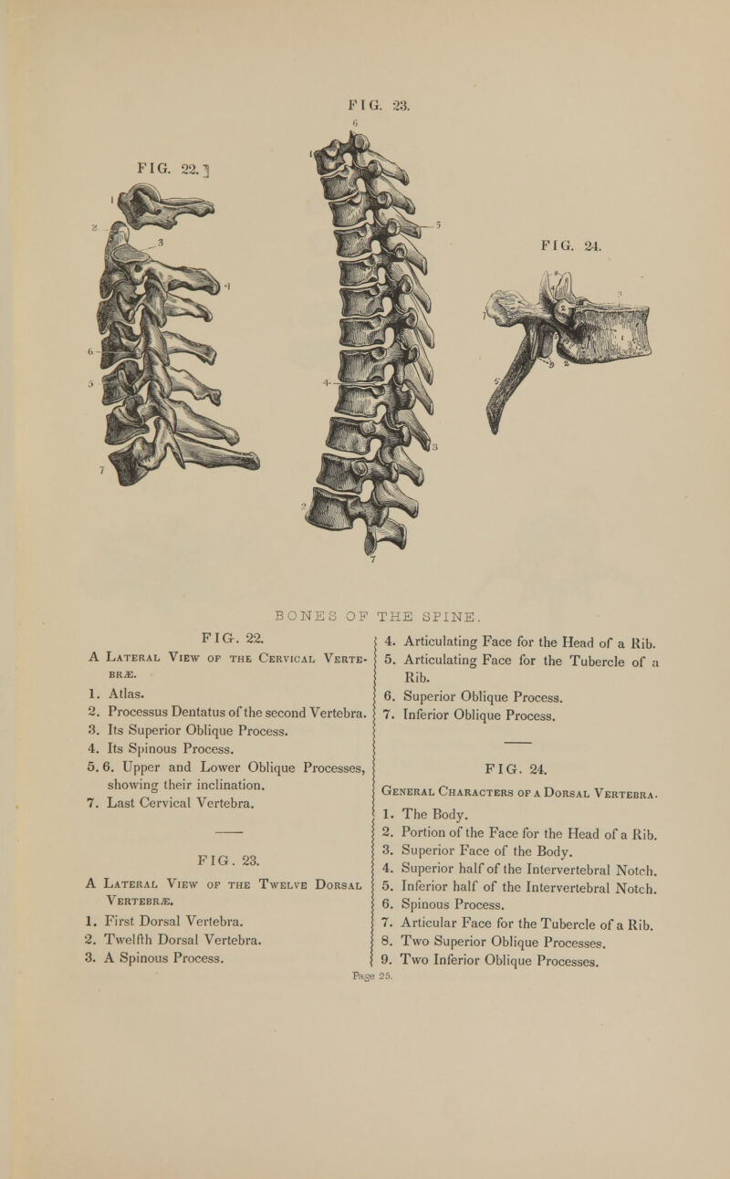 FIG. 22.1 FIG. 24. BONES OF FIG. 22. A Lateral View of the Cervical Verte- brae. 1. Atlas. 2. Processus Dentatus of the second Vertebra. 3. Its Superior Oblique Process. 4. Its Spinous Process. 5.6. Upper and Lower Oblique Processes, showing their inclination. 7. Last Cervical Vertebra. FIG. 23. A Lateral View of the Twelve Dorsal Vertebra. 1. First Dorsal Vertebra. 2. Twelfth Dorsal Vertebra. 3. A Spinous Process. Page THE SPINE. 4. Articulating Face for the Head of a Rib. 5. Articulating Face for the Tubercle of a Rib. 6. Superior Oblique Process. 7. Inferior Oblique Process. FIG. 24. General Characters of a Dorsal Vertebra. 1. The Body. 2. Portion of the Face for the Head of a Rib. Superior Face of the Body. Superior half of the Intervertebral Notch. Inferior half of the Intervertebral Notch. Spinous Process. Articular Face for the Tubercle of a Rib. Two Superior Oblique Processes. 9. Two Inferior Oblique Processes.