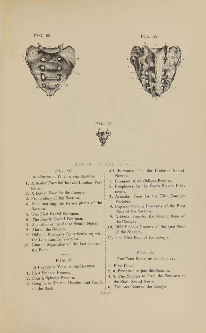 BONES OF THE SPINE FIG. 28. An Anterior View of the Sacrum. 1. Articular Face for the Last Lumbar Ver- tebra. 2. Articular Face for the Coccyx. 3. Promontory of the Sacrum. 4. Line marking the former pieces of the Sacrum. 5. The First Sacral Foramen. 6. The Fourth Sacral Foramen. 7. A portion of the Sacro Sciatic Notch. 8. Alee of the Sacrum. 9. Oblique Processes for articulating with the Last Lumbar Vertebra. 10. Line of Separation of the last pieces of the Bone. FIG. 29. A Posterior View of the Sacrum. 1. First Spinous Process. 2. Fourth Spinous Process. 3. Roughness for the Muscles and Fascia of the Back. Page 4.4. Foramina for the Posterior Sacral Nerves. 5. Remnant of an Oblique Process. 6. Roughness for the Sacro Sciatic Liga- ments. 7. Articular Face for the Fifth Lumbar Vertebra. 8. Superior Oblique Processes of the First Piece of the Sacrum. 9. Articular Face for the Second Bone of the Coccyx. 10. Bifid Spinous Process of the Last Piece of the Sacrum. 11. The First Bone of the Coccyx. FIG. 30. The Four Bones of the Coccyx. First Bone. 3. Processes to join the Sacrum. 5. The Notches to form the Foramen for the Sixth Sacral Nerve. The Last Bone of the Coccvx.