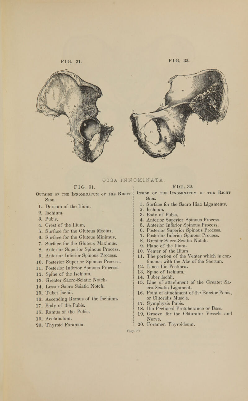 OSSA INN FIG. 31. Outside op the Innominatum of the Right Side. 1. Dorsum of the Ilium. 2. Ischium. 3. Pubis. 4. Crest of the Ilium. 5. Surface for the Gluteus Medius. 6. Surface for the Gluteus Minimus. 7. Surface for the Gluteus Maximus. 8. Anterior Superior Spinous Process. 9. Anterior Inferior Spinous Process. 10. Posterior Superior Spinous Process. 11. Posterior Inferior Spinous Process. 12. Spine of the Ischium. 13. Greater Sacro-Sciatic Notch. 14. Lesser Sacro-Sciatic Notch. 15. Tuber Ischii. 16. Ascending Ramus of the Ischium. 17. Body of the Pubis. 18. Ramus of the Pubis. 19. Acetabulum. 20. Thyroid Foramen. OM1NATA. \ FIG. 32. I Inside of the Innominatum of the Right Side. 1. Surface for the Sacro Iliac Ligaments. \ 2. Ischium. Body of Pubis. Anterior Superior Spinous Process. Anterior Inferior Spinous Process. Posterior Superior Spinous Process. Posterior Inferior Spinous Process. Greater Sacro-Sciatic Notch. Plane of the Ilium. Venter of the Ilium The portion of the Venter which is con- tinuous with the Alae of the Sacrum. Linea Ilio Pectinea. Spine of Ischium. 14. Tuber Ischii. 15. Line of attachment of the Greater Sa- cro-Sciatic Ligament. Point of attachment of the Erector Penis, or Clitoridis Muscle. Symphysis Pubis. Ilio Pectineal Protuberance or Boss. Groove for the Obturator Vessels and Nerve. 20. Foramen Thyroideum. 1. 2. 3. 4. 5. 6. 7. 8. 9. 10. 11. 12. 13. 16. 17. 18. 19.