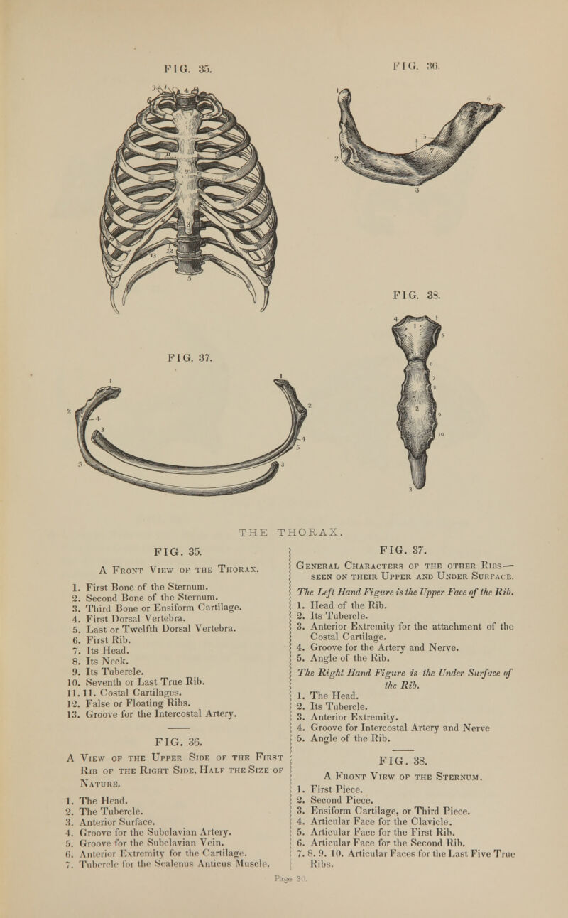 H\L FIG. 33. FIG. 37. THE THORAX FIG. 35. A Front View of the Thorax. 1. First Bone of the Sternum. 2. Second Bone of the Sternum. 3. Third Bone or Ensiform Cartilage. 4. First Dorsal Vertebra. 5. Last or Twelfth Dorsal Vertebra, fi. First Rib. 7. Its Head. 8. Its Neck. 9. Its Tubercle. 10. Seventh or Last True Rib. 11. 11. Costal Cartilages. 12. False or Floating Ribs. 13. Groove for the Intercostal Artery. FIG. 3G. A View of the Upper Side op the First Rib of the Right Side, Half the Size of Nature. 1. The Head. 2. The Tubercle. 3. Anterior Surface. 4. Groove for the Subclavian Artery. 5. Groove for the Subclavian Vein. r>. Anterior Extremity for the Cartilage. 7. Tubercle for the Scalenus Amicus Muscle. FIG. 37. General Characters of the other Ribs— seen on their Upper and Under Sun face. The Left Hand Figure is the Upper Face nf the Rib. 1. Head of the Rib. 2. Its Tubercle. 3. Anterior Extremity for the attachment of the Costal Cartilage. 4. Groove for the Artery and Nerve. 5. Angle of the Rib. The Right Hand Figure is the Under Surface of the Rib. 1. The Head. 2. Its Tubercle. 3. Anterior Extremity. 4. Groove for Intercostal Artery and Nerve 5. Angle of the Rib. FIG. 38. A Front View of the Sternum. First Piece. Second Piece. Ensiform Cartilage, or Third Piece. Articular Face for the Clavicle. Articular Face for the First Rib. Articular Face for the Second Rib. H. 9. 10. Articular Faces for the Last Five True Ribs.