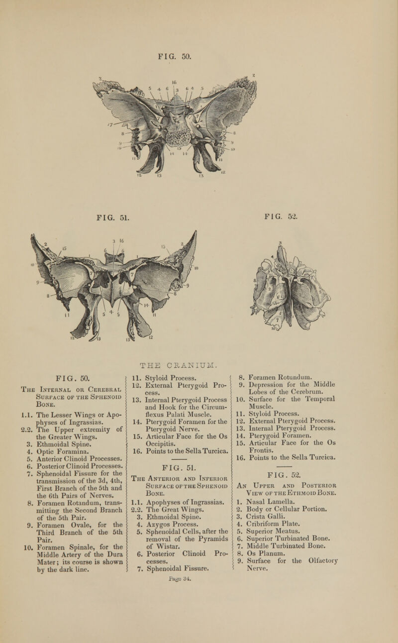 FIG. 51. FIG. 52. FIG. 50. The Internal or Cerebral Surface op the Sphenoid Bone. 1.1. The Lesser Wings or Apo- physes of Ingrassias. 2.2. The Upper extremity of the Greater Wings. 3. Ethmoidal Spine. 4. Optic Foramina. 5. Anterior Clinoid Processes. 6. Posterior Clinoid Processes. 7. Sphenoidal Fissure for the transmission of the 3d, 4th, First Branch of the 5th and the 6th Pairs of Nerves. 8. Foramen Rotandum, trans- mitting the Second Branch of the 5th Pair. 9. Foramen Ovale, for the Third Branch of the 5th Pair. 10. Foramen Spinale, for the Middle Artery of the Dura Mater; its course is shown by the dark line. THE CRANIUM. 11. Styloid Process. 12. External Pterygoid Pro- cess. 13. Internal Pterygoid Process and Hook for the Circum- flexus Palati Muscle. 14. Pterygoid Foramen for the Pterygoid Nerve. 15. Articular Face for the Os Occipitis. 16. Points to the Sella Turcica. FIG. 51. The Anterior and Inferior Surface of the Sphenoid Bone. 1.1. Apophyses of Ingrassias. 2.2. The Great Wings. 3. Ethmoidal Spine. 4. Azygos Process. 5. Sphenoidal Cells, after the removal of the Pyramids of Wistar. 6. Posterior Clinoid Pro- cesses. 7. Sphenoidal Fissure. Page 34. 8. Foramen Rotundum. 9. Depression for the Middle Lobes of the Cerebrum. 10. Surface for the Temporal Muscle. 11. Styloid Process. 12. External Pterygoid Process. 13. Internal Pterygoid Process. 14. Pterygoid Foramen. 15. Articular Face for the Os Frontis. 16. Points to the Sella Turcica. FIG. 52. An Upper and Posterior View of the Ethmoid Bone. 1. Nasal Lamella. 2. Body or Cellular Portion. 3. Crista Galli. 4. Cribriform Plate. 5. Superior Meatus. 6. Superior Turbinated Bone. 7. Middle Turbinated Bone. 8. Os Planum. 9. Surface for the Olfactory Nerve.