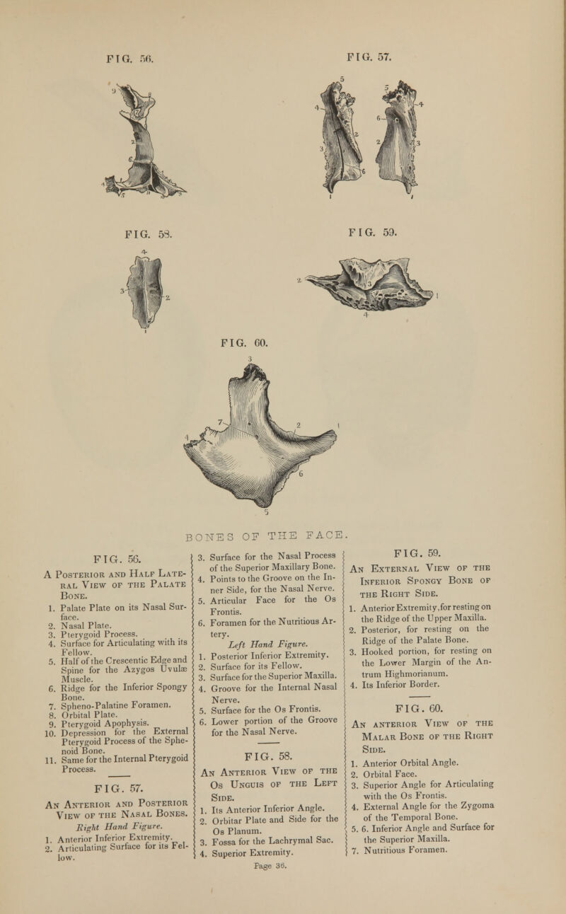 FIG. 58. FIG. 59. BONES OF THE FACE FIG. 56. A Posterior and Half Late- ral View of the Palate Bone. 1. Palate Plate on its Nasal Sur- face. 2. Nasal Plate. 3. Pterygoid Process. 4. Surface for Articulating with its Fellow. 5. HalfoftheCrescentic Edge and Spine for the Azygos Uvula? Muscle. 6. Ridge for the Inferior Spongy Bone. 7. Spheno-Palatine Foramen. 8. Orbital Plate. 9. Pterygoid Apophysis. 10. Depression for the External Pterygoid Process of the Sphe- noid Bone. 11. Same for the Internal Pterygoid Process. FIG. 57. An Anterior and Posterior View of the Nasal Bones. Eight Hand Figure. 1. Anterior Inferior Extremity. 2. Articulating Surface for its Fel- low. 3. Surface for the Nasal Process of the Superior Maxillary Bone. 4. Points to the Groove on the In- ner Side, for the Nasal Nerve. 5. Articular Face for the Os Frontis. 6. Foramen for the Nutritious Ar- tery. Left Hand Figure. 1. Posterior Inferior Extremity. 2. Surface for its Fellow. 3. Surface for the Superior Maxilla. 4. Groove for the Internal Nasal Nerve. 5. Surface for the Os Frontis. 6. Lower portion of the Groove for the Nasal Nerve. FIG. 58. An Anterior View of the Os Unguis of the Left Side. 1. Its Anterior Inferior Angle. 2. Orbitar Plate and Side for the Os Planum. 3. Fossa for the Lachrymal Sac. 4. Superior Extremity. Page 36. FIG. 59. An External View of the Inferior Spongy Bone of the Right Side. 1. Anterior Extremity,for resting on the Ridge of the Upper Maxilla. 2. Posterior, for resting on the Ridge of the Palate Bone. 3. Hooked portion, for resting on the Lower Margin of the An- trum Highmorianum. 4. Its Inferior Border. FIG. 60. An anterior View of the Malar Bone of the Right Side. 1. Anterior Orbital Angle. 2. Orbital Face. 3. Superior Angle for Articulating with the Os Frontis. 4. External Angle for the Zygoma of the Temporal Bone. 5. 6. Inferior Angle and Surface for the Superior Maxilla. 7. Nutritious Foramen.