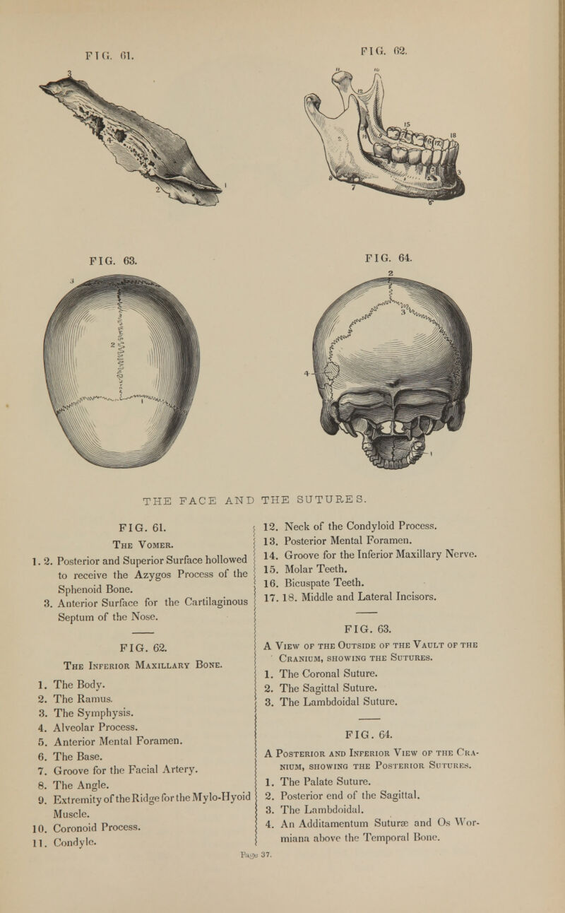 FIG. 03. THE FACE AND THE SUTURES. FIG. 61. The Vomer. I. 2. Posterior and Superior Surface hollowed to receive the Azygos Process of the Sphenoid Bone. 3. Anterior Surface for the Cartilaginous Septum of the Nose. FIG. 62. The Inferior Maxillary Bone. 1. The Body. 2. The Ramus. 3. The Symphysis. 4. Alveolar Process. 5. Anterior Mental Foramen. 6. The Base. 7. Groove for the Facial Artery. 8. The Angle. 9. Extremity ofthe Ridge for the Mylo-Hyoid Muscle. 10. Coronoid Process. II. Condyle. | Pago 12. Neck of the Condyloid Process. 13. Posterior Mental Foramen. 14. Groove for the Inferior Maxillary Nerve. 15. Molar Teeth. 10. Bicuspate Teeth. 17. 18. Middle and Lateral Incisors. FIG. 63. A View of the Outside of the Vault of the Cranium, showing the Sutures. 1. The Coronal Suture. 2. The Sagittal Suture. 3. The Lambdoidal Suture. FIG. 64. A Posterior and Inferior View of the Cra- nium, showing the Posterior Sutures. 1. The Palate Suture. 2. Posterior end of the Sagittal. 3. The Lambdoidal. 4. An Additamentum Suturae and Os Wor- miana above the Temporal Bone. 37.