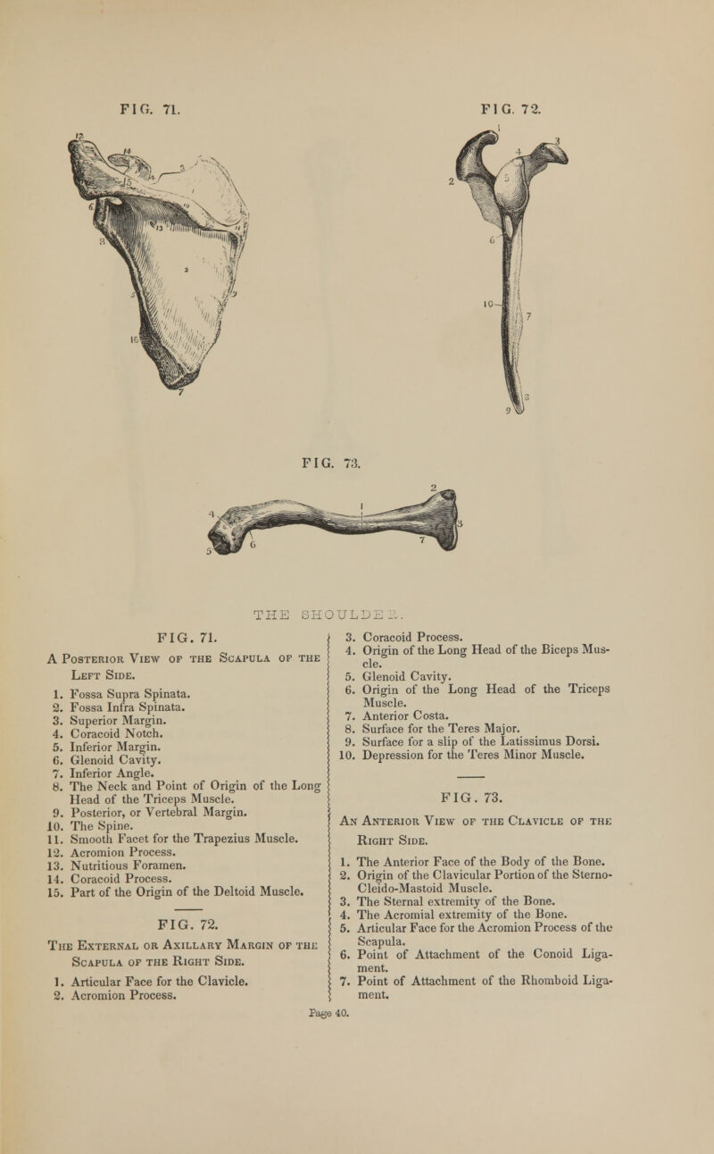 FIG. 73. THE SHOULlJi--. FIG. 71. A Posterior View op the Scapula of the Left Side. 1. Fossa Supra Spinata. 2. Fossa Infra Spinata. 3. Superior Margin. 4. Coracoid Notch. 5. Inferior Margin. 6. Glenoid Cavity. 7. Inferior Angle. 8. The Neck and Point of Origin of the Long Head of the Triceps Muscle. 9. Posterior, or Vertebral Margin. 10. The Spine. 11. Smooth Facet for the Trapezius Muscle. 12. Acromion Process. 13. Nutritious Foramen. 14. Coracoid Process. 15. Part of the Origin of the Deltoid Muscle. FIG. 72. The External or Axillary Margin of the Scapula of the Right Side. 1. Articular Face for the Clavicle. 2. Acromion Process. 3. Coracoid Process. 4. Origin of the Long Head of the Biceps Mus- cle. 5. Glenoid Cavity. 6. Origin of the Long Head of the Triceps Muscle. 7. Anterior Costa. 8. Surface for the Teres Major. 9. Surface for a slip of the Latissimus Dorsi. 10. Depression for the Teres Minor Muscle. FIG. 73. An Anterior View of the Clavicle of the Right Side. 1. The Anterior Face of the Body of the Bone. 2. Origin of the Clavicular Portion of the Sterno- Cleido-Mastoid Muscle. 3. The Sternal extremity of the Bone. 4. The Acromial extremity of the Bone. 5. Articular Face for the Acromion Process of the Scapula. 6. Point of Attachment of the Conoid Liga- ment. 7. Point of Attachment of the Rhomboid Liga- ment.