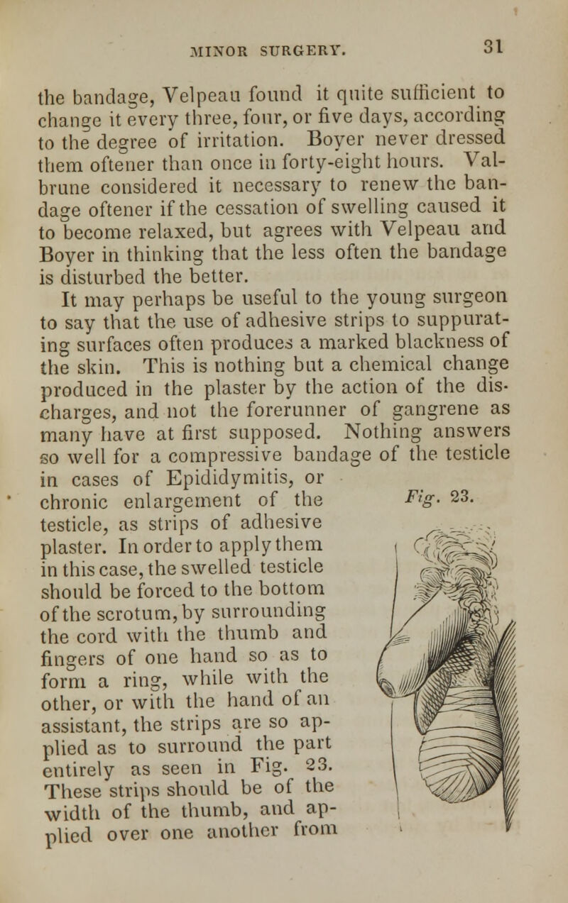 the bandage, Velpeau found it quite sufficient to change it every three, four, or five days, according to the degree of irritation. Boyer never dressed them oftener than once in forty-eight hours. Val- brune considered it necessary to renew the ban- dage oftener if the cessation of swelling caused it to become relaxed, but agrees with Velpeau and Boyer in thinking that the less often the bandage is disturbed the better. It may perhaps be useful to the young surgeon to say that the use of adhesive strips to suppurat- ing surfaces often produces a marked blackness of the skin. This is nothing but a chemical change produced in the plaster by the action of the dis- charges, and not the forerunner of gangrene as many have at first supposed. Nothing answers so well for a compressive bandage of the testicle in cases of Epididymitis, or chronic enlargement of the testicle, as strips of adhesive plaster. In order to apply them in this case, the swelled testicle should be forced to the bottom of the scrotum, by surrounding the cord with the thumb and fingers of one hand so as to form a ring, while with the other, or with the hand of an assistant, the strips are so ap- plied as to surround the part entirely as seen in Fig. 23. These strips should be of the width of the thumb, and ap- plied over one another from