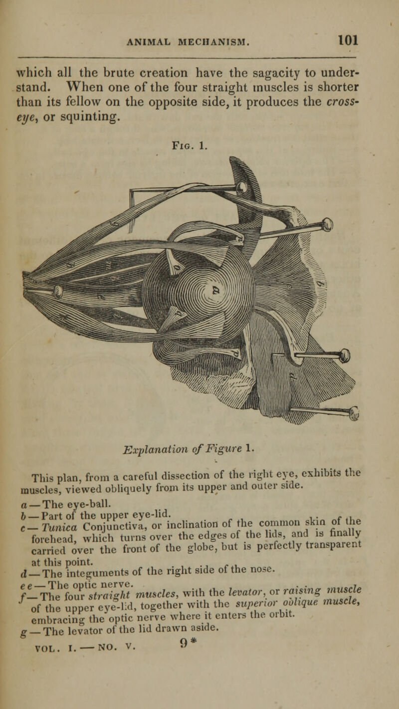 which all the brute creation have the sagacity to under- stand. When one of the four straight muscles is shorter than its fellow on the opposite side, it produces the cross- eye, or squinting. Fig. 1. Explanation of Figure 1. This plan, from a careful dissection of the light eye, exhibits the muscles, viewed obliquely from its upper and outer side. a — The eye-ball. b — Part of the upper eye-lid. c- Tunica Conjunctiva, or inclination of the common skin of the forehead, which turns over the edges of the lids, and is finally carried over the front of the globe, but is perfectly transparent at this point. ., d — The integuments of the right side of the nose. fe^le%T\l7g7t'muscles, with the levator,* raising muscle 1 of the upper eye-lid, together with the superior oblique muscle, embracing the optic nerve where it enters the orbit. £_The levator of the lid drawn aside.